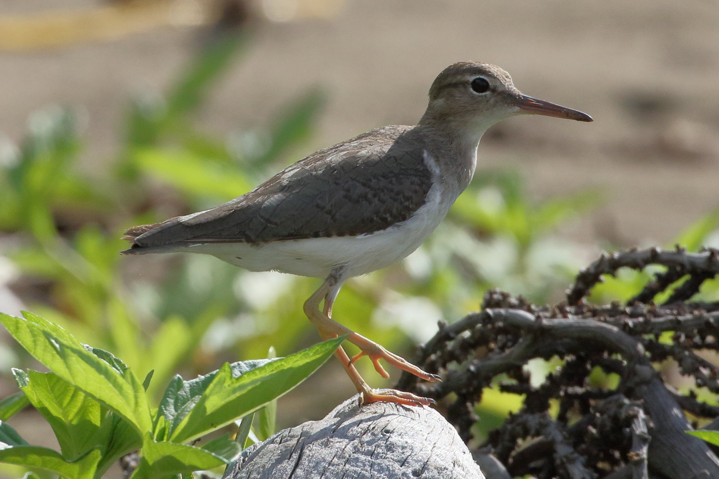 chevalier_grivele_-_actitis_macularius8bd