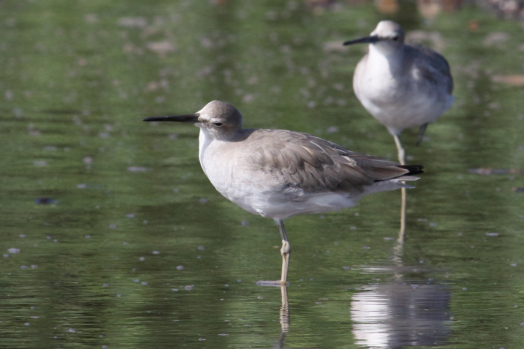 chevalier_semipalme_-_tringa_semipalmata5md
