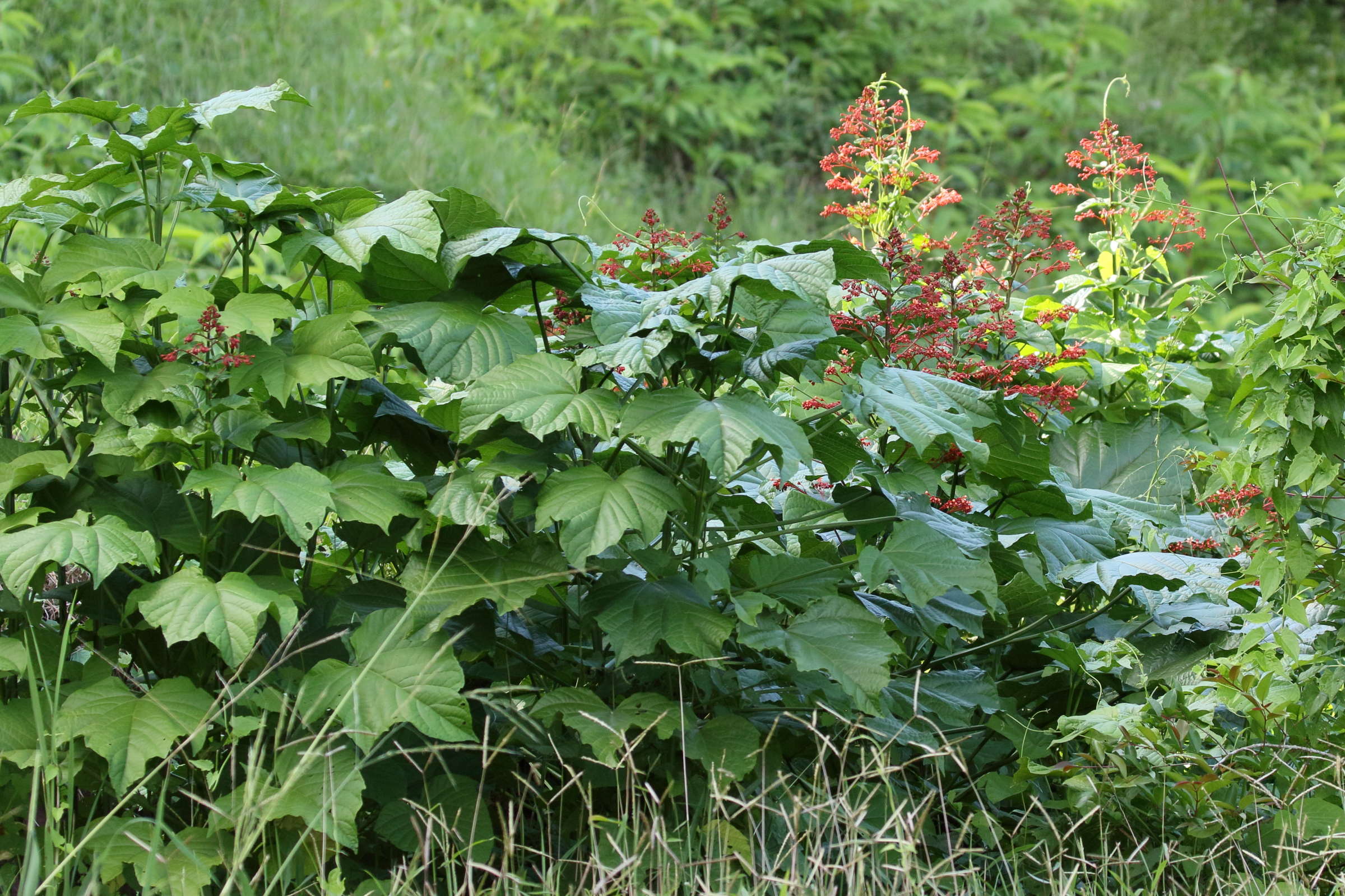 clerodendrum_paniculatum5bd