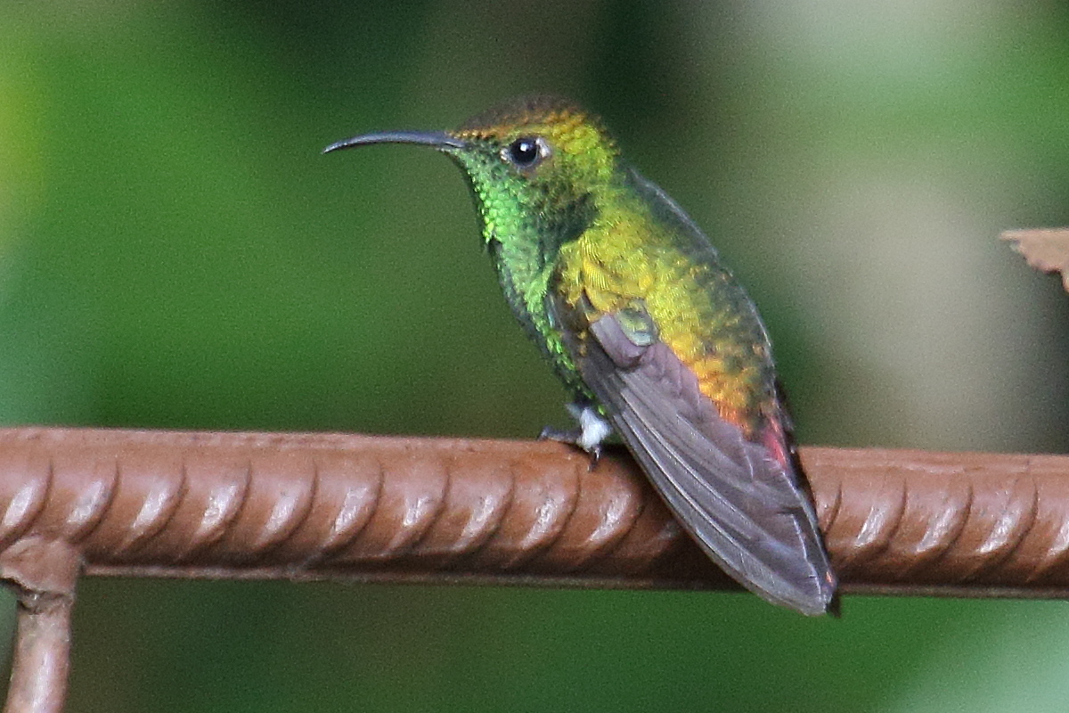 colibri_a_tete_cuivree_-_elvira_cupreiceps4md