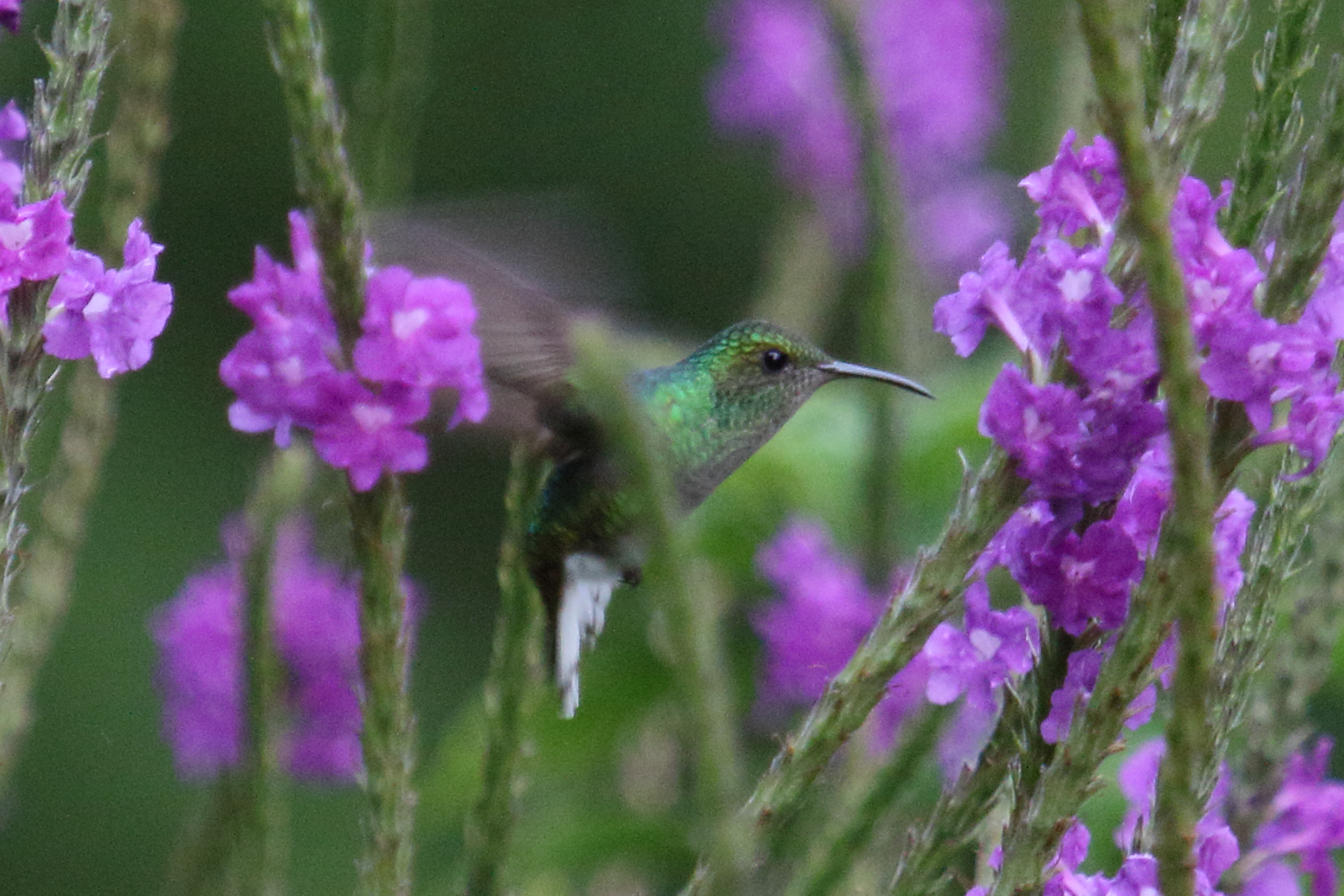 colibri_a_tete_cuivree_-_elvira_cupreiceps5md