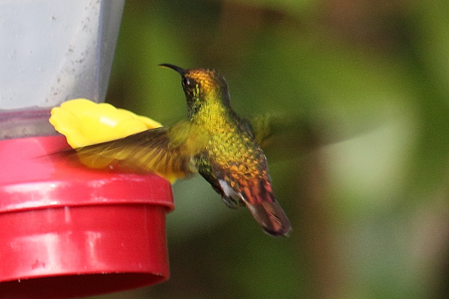 colibri_a_tete_cuivree_-_elvira_cupreiceps6md