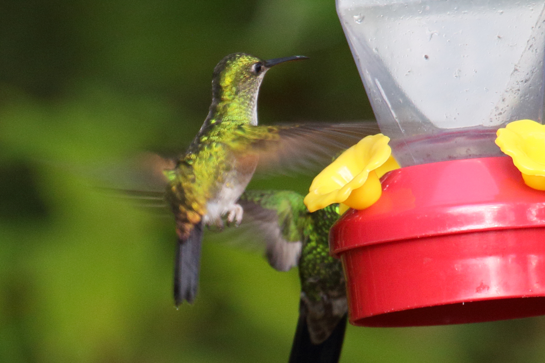 colibri_a_tete_cuivree_-_elvira_cupreiceps7md