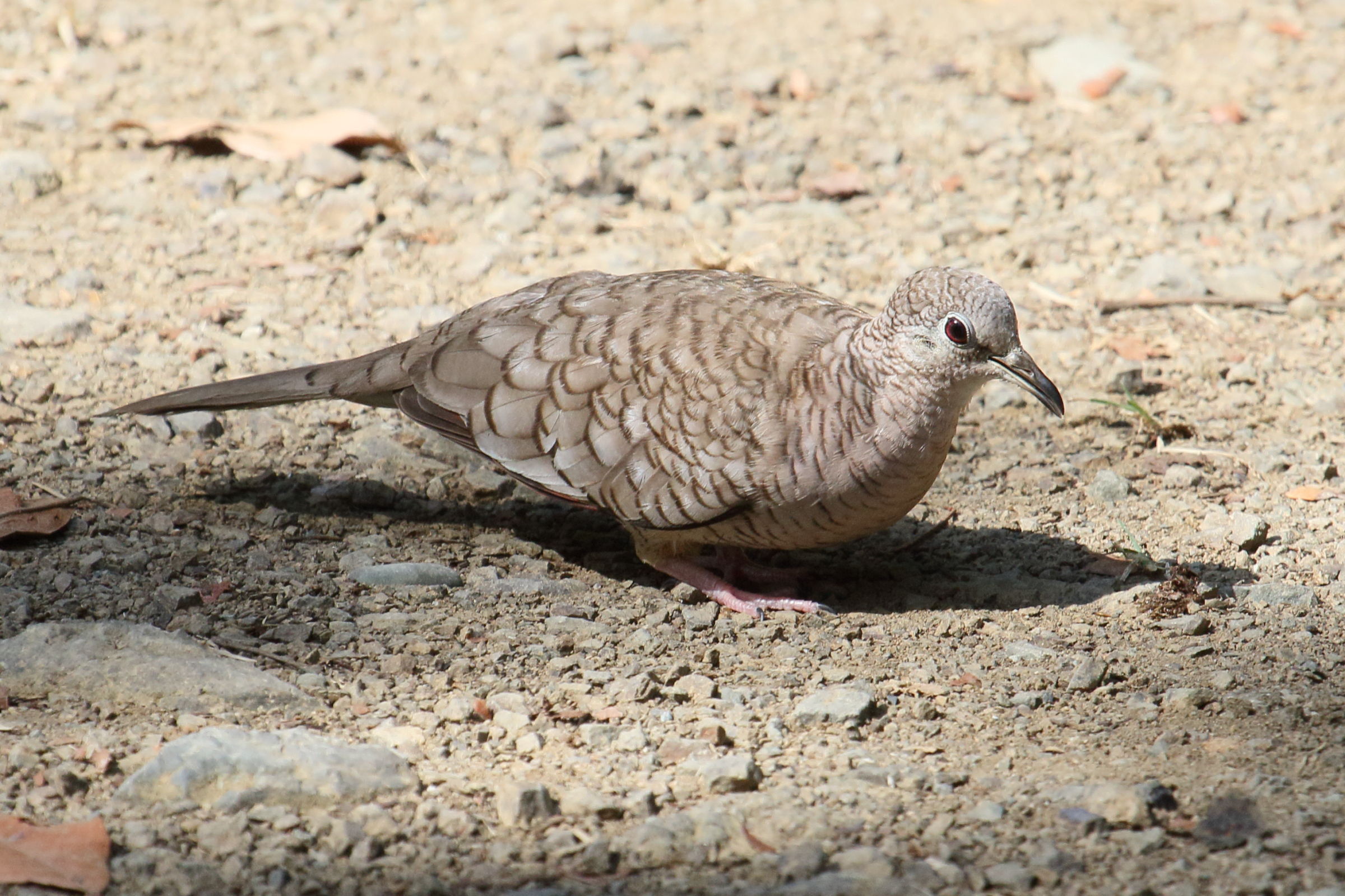 colombe_inca_-_columbina_inca4md