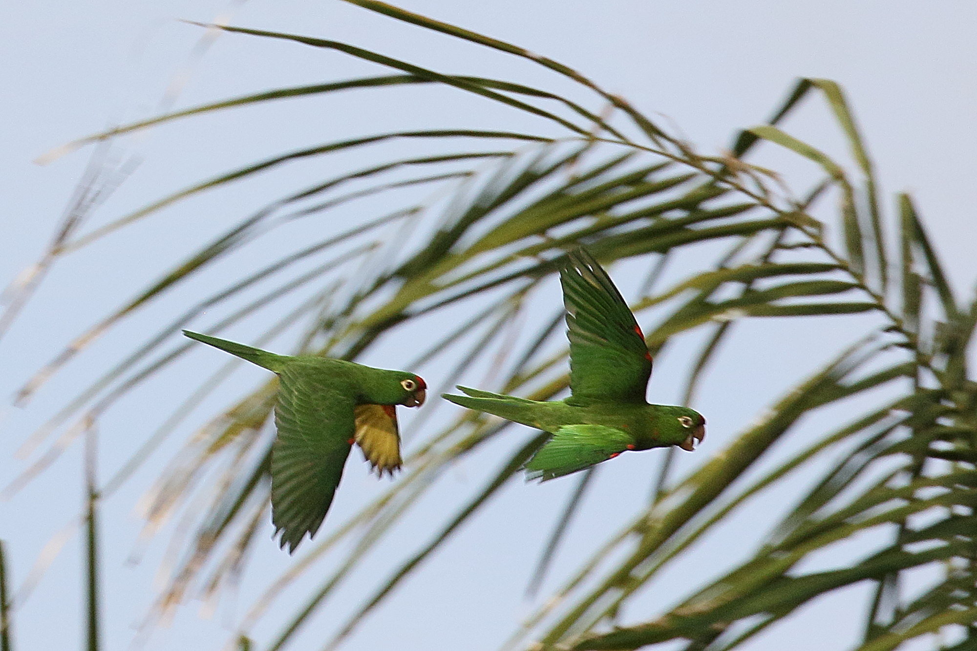 conure_de_finsch_-_psittacara_finschi3bd