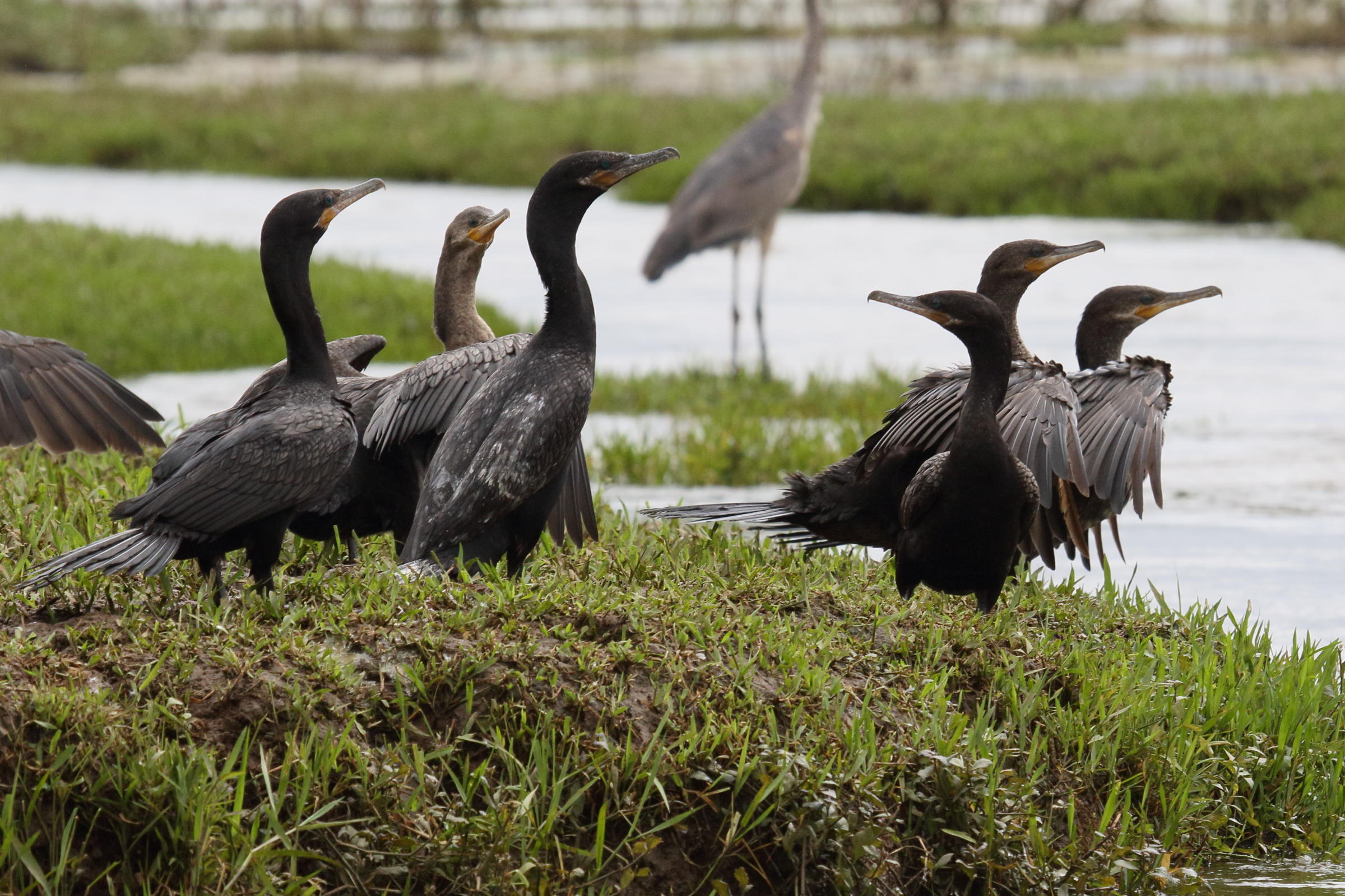 cormoran_vigua_-_phalacrocorax_brasilianus2md