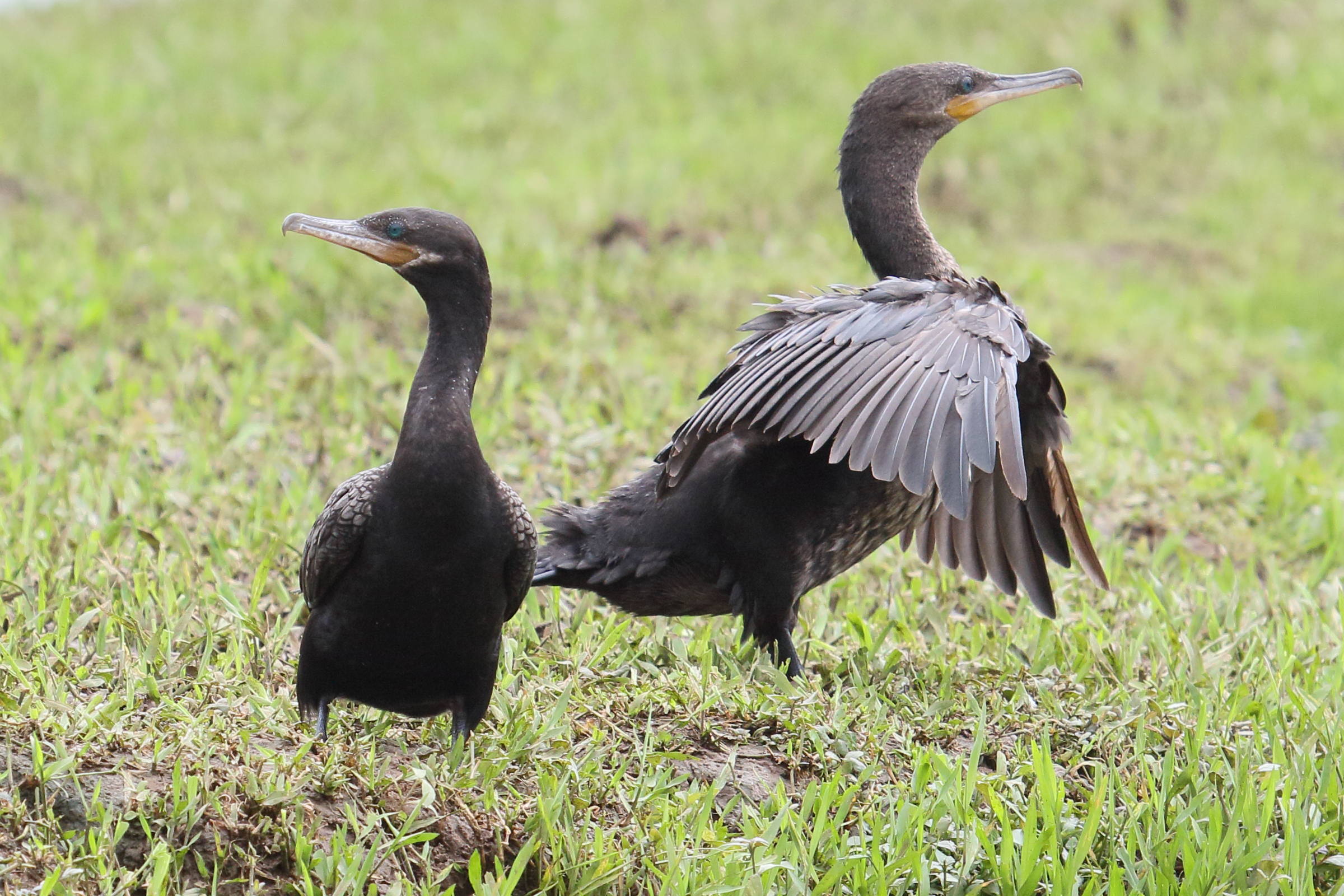 cormoran_vigua_-_phalacrocorax_brasilianus3md