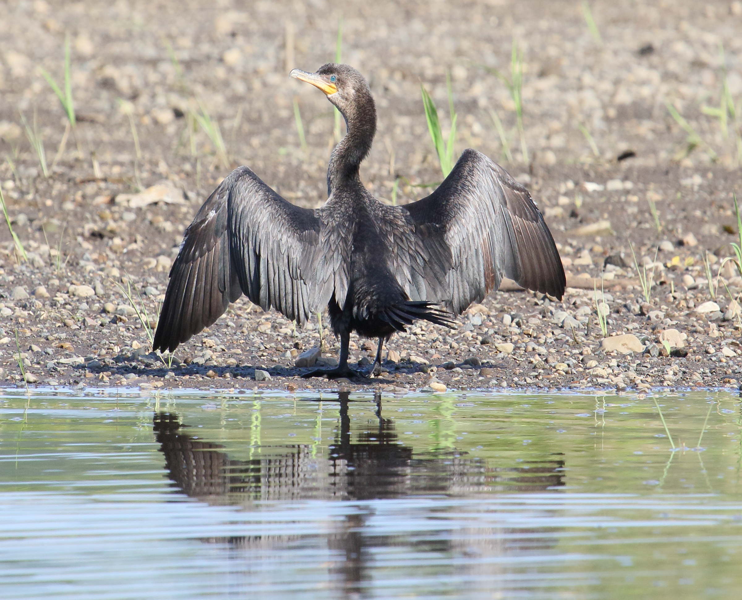 cormoran_vigua_-_phalacrocorax_brasilianus4md