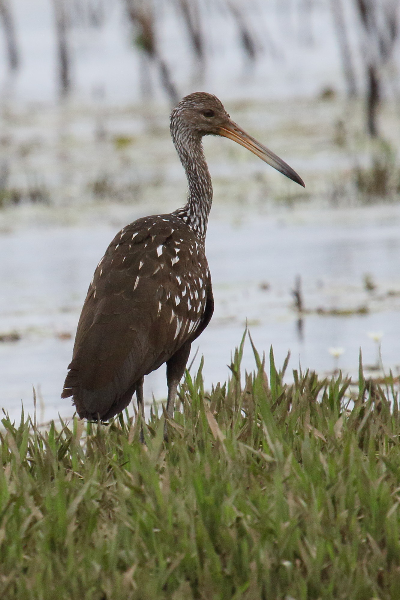 courlan_brun_-_aramus_guarauna3md