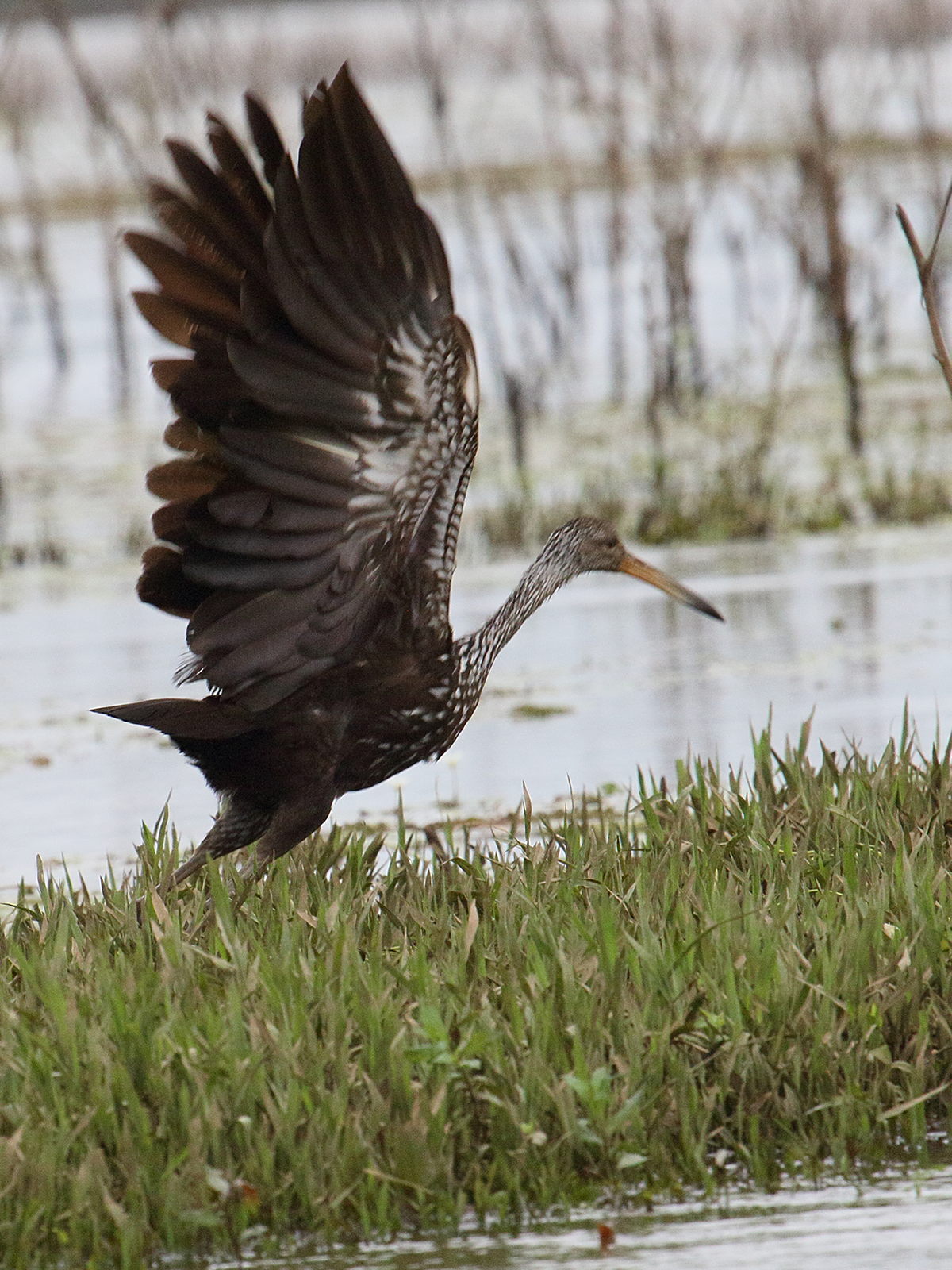 courlan_brun_-_aramus_guarauna4md