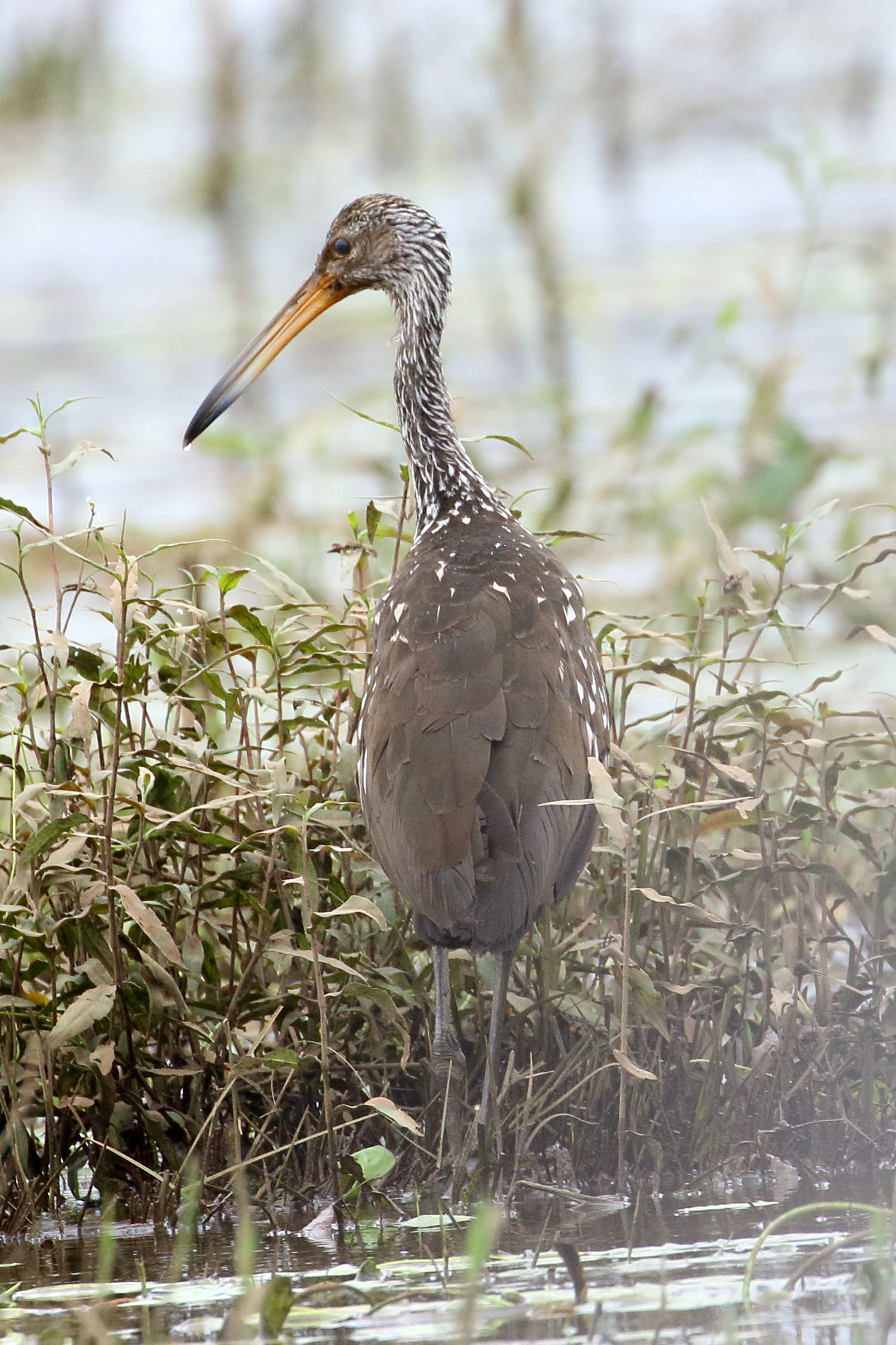 courlan_brun_-_aramus_guarauna5bd