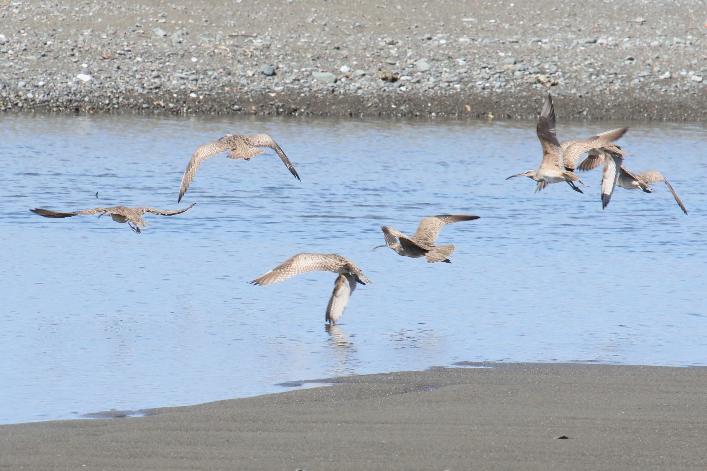 courlis_corlieu_-_numenius_phaeopus5md