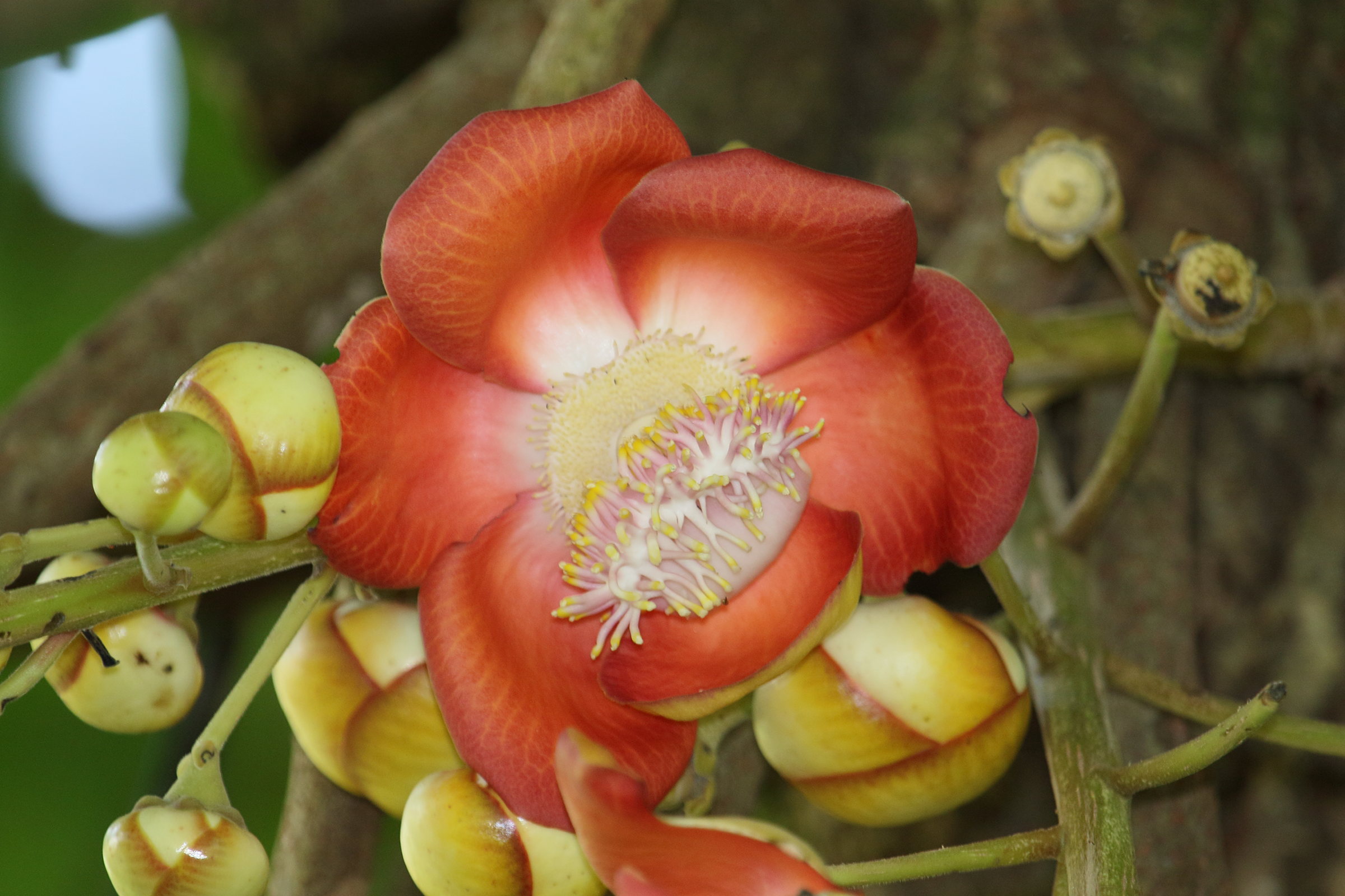 Afficher le média couroupita_guianensis7md couroupita_guianensis7md