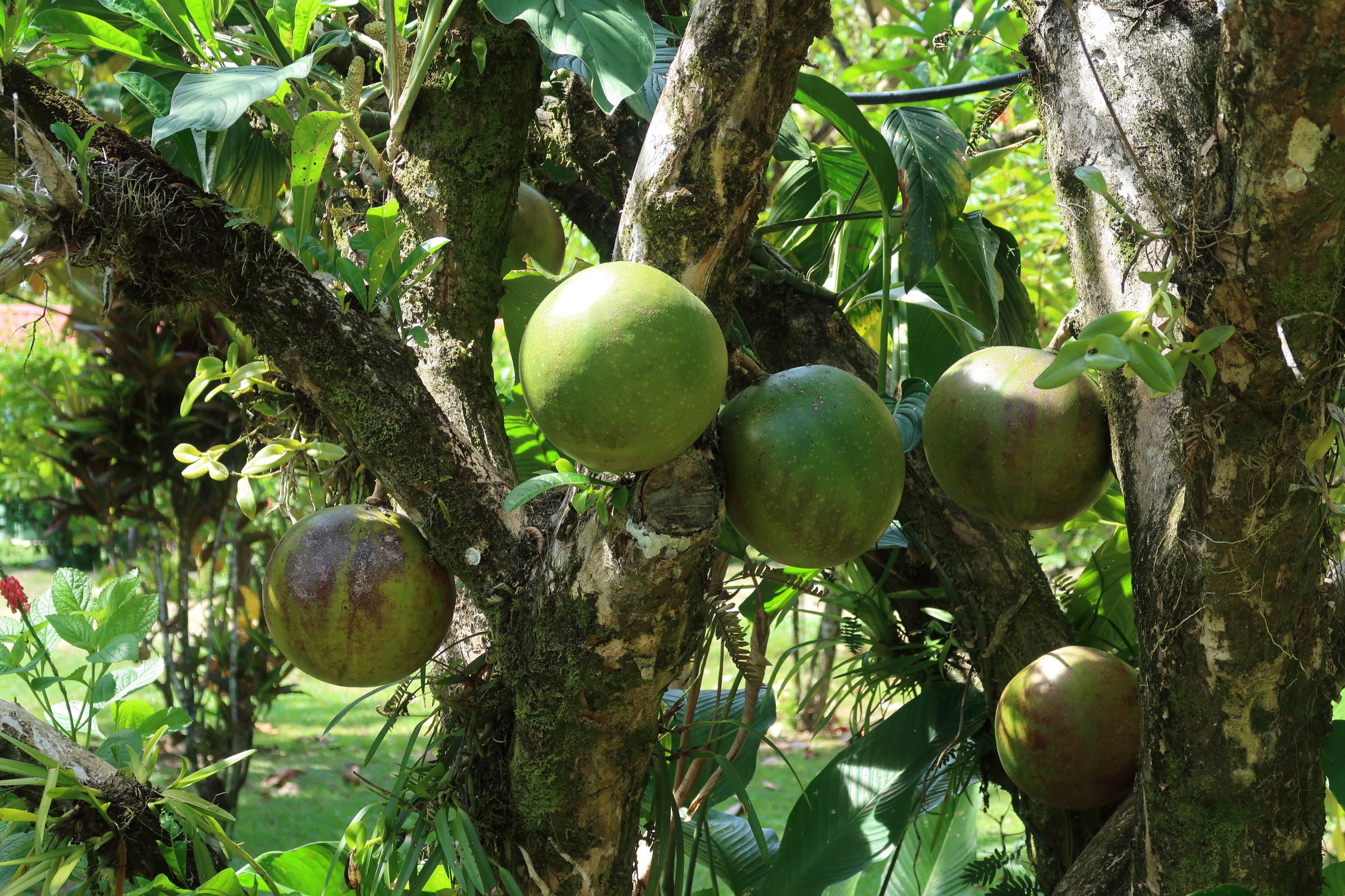 Afficher le média crescentia_cujete8md crescentia_cujete8md