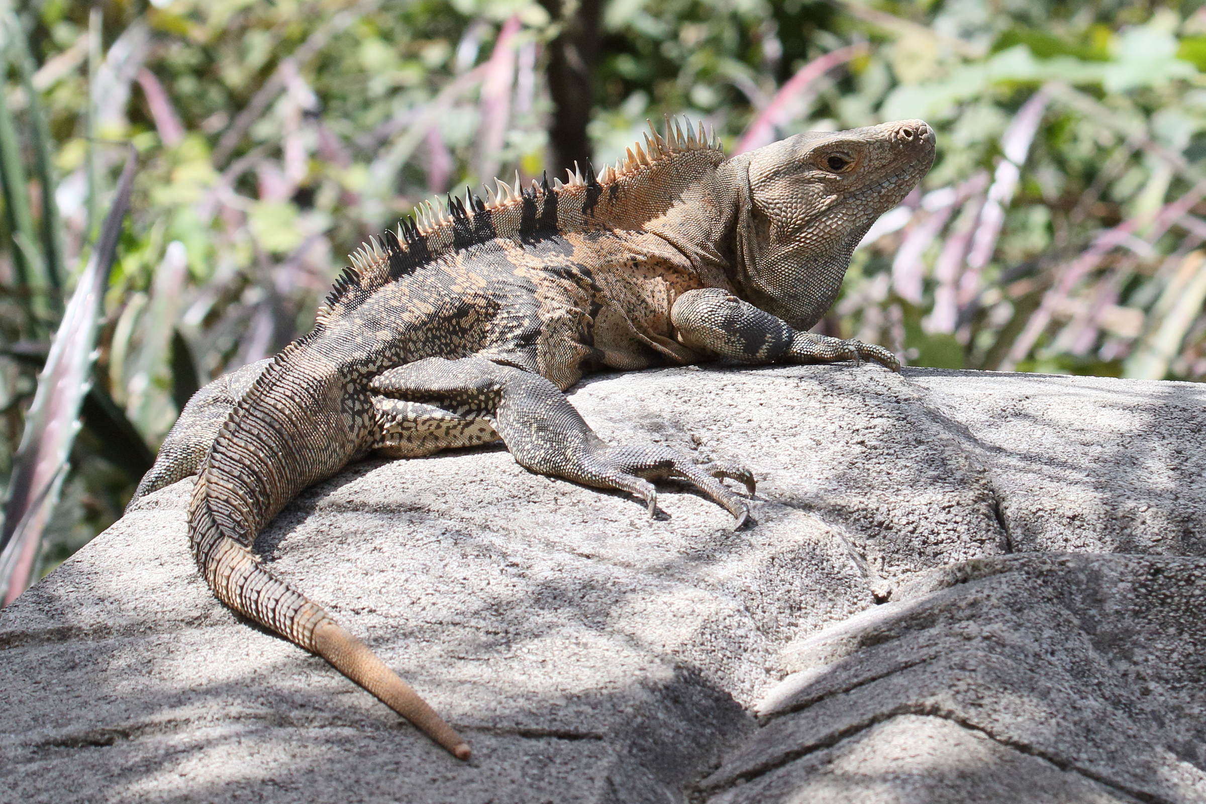 ctenosaura_similis4md