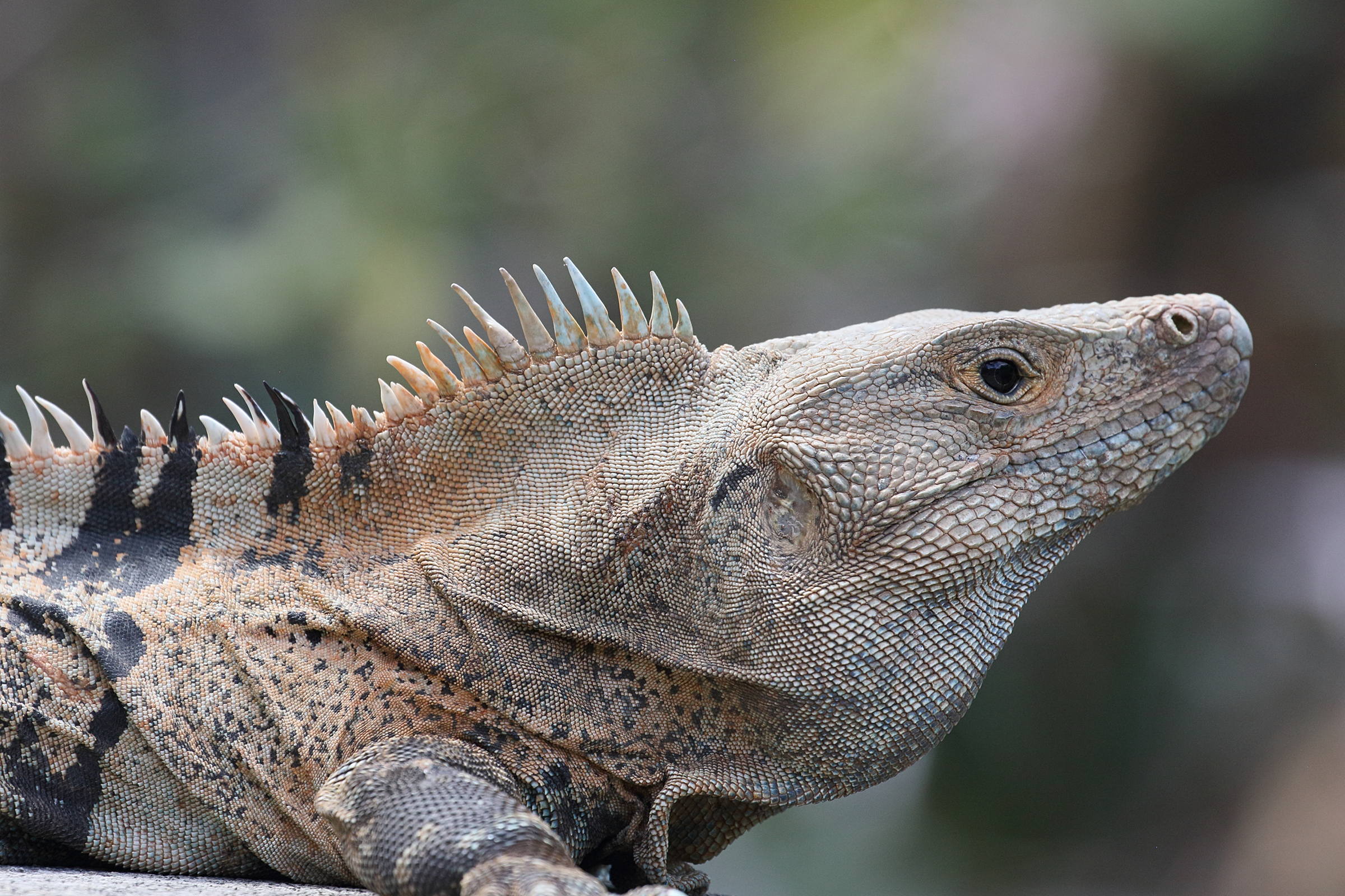 ctenosaura_similis5bd