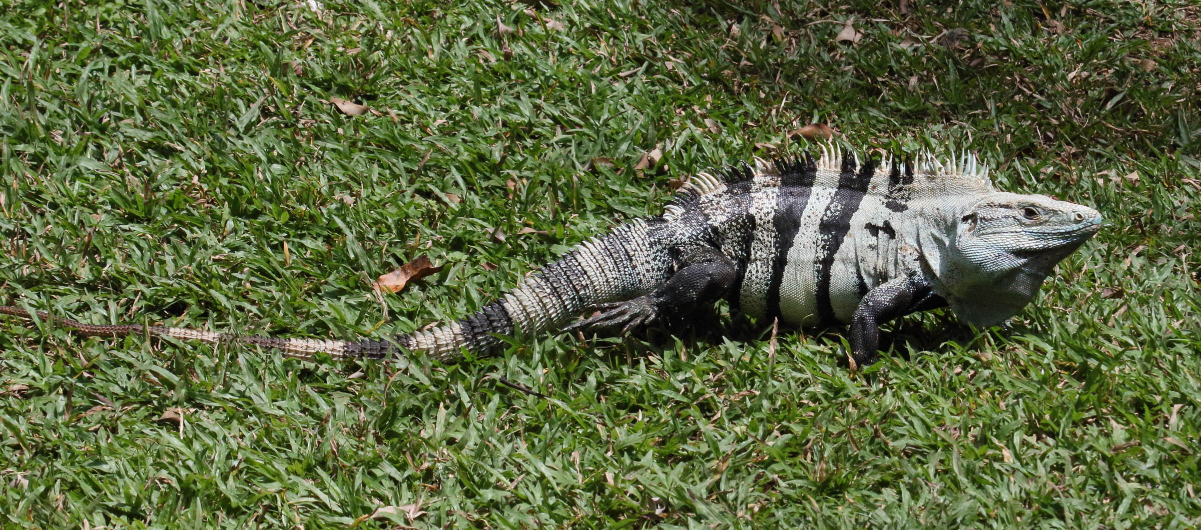 ctenosaura_similis7md