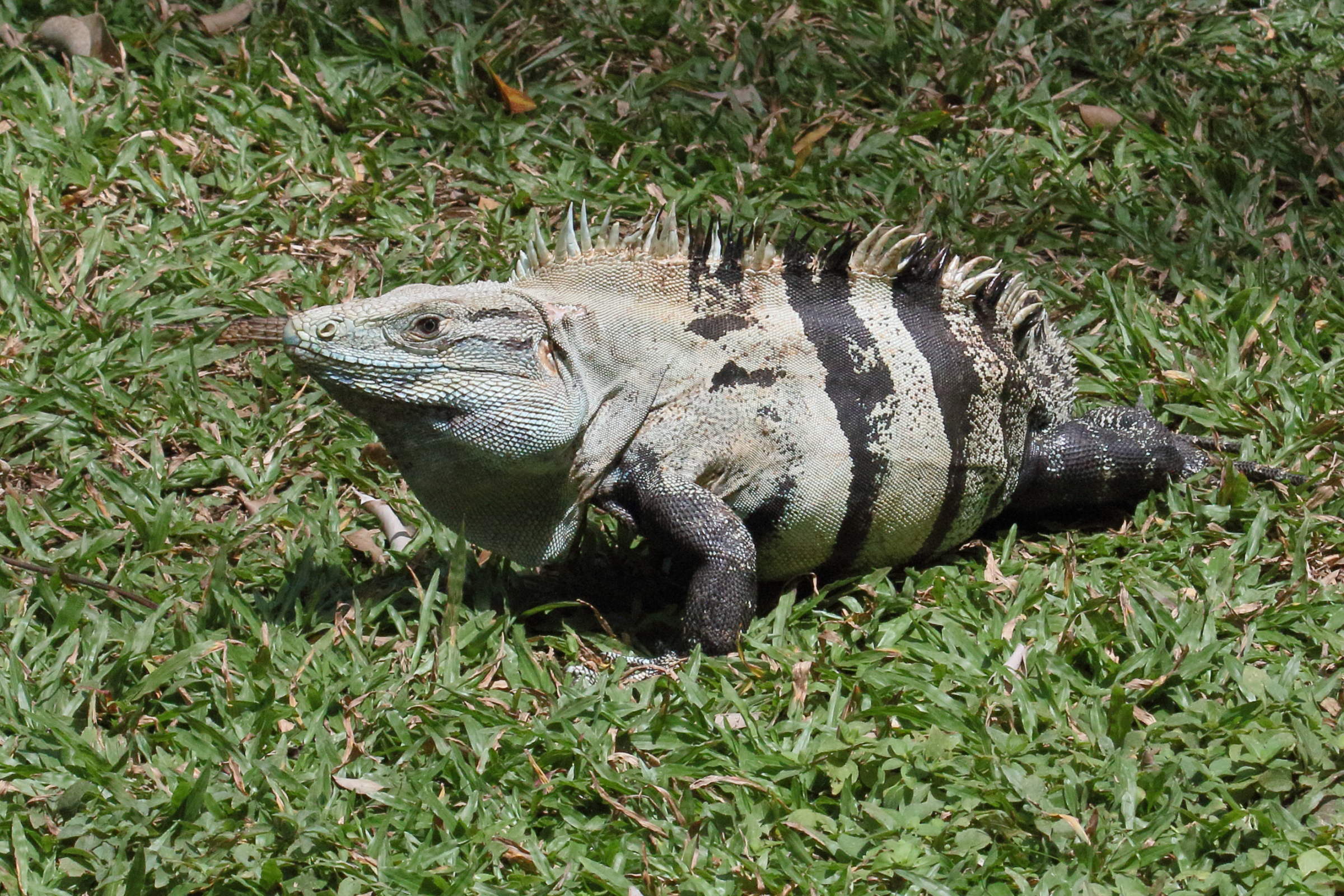 ctenosaura_similis8md