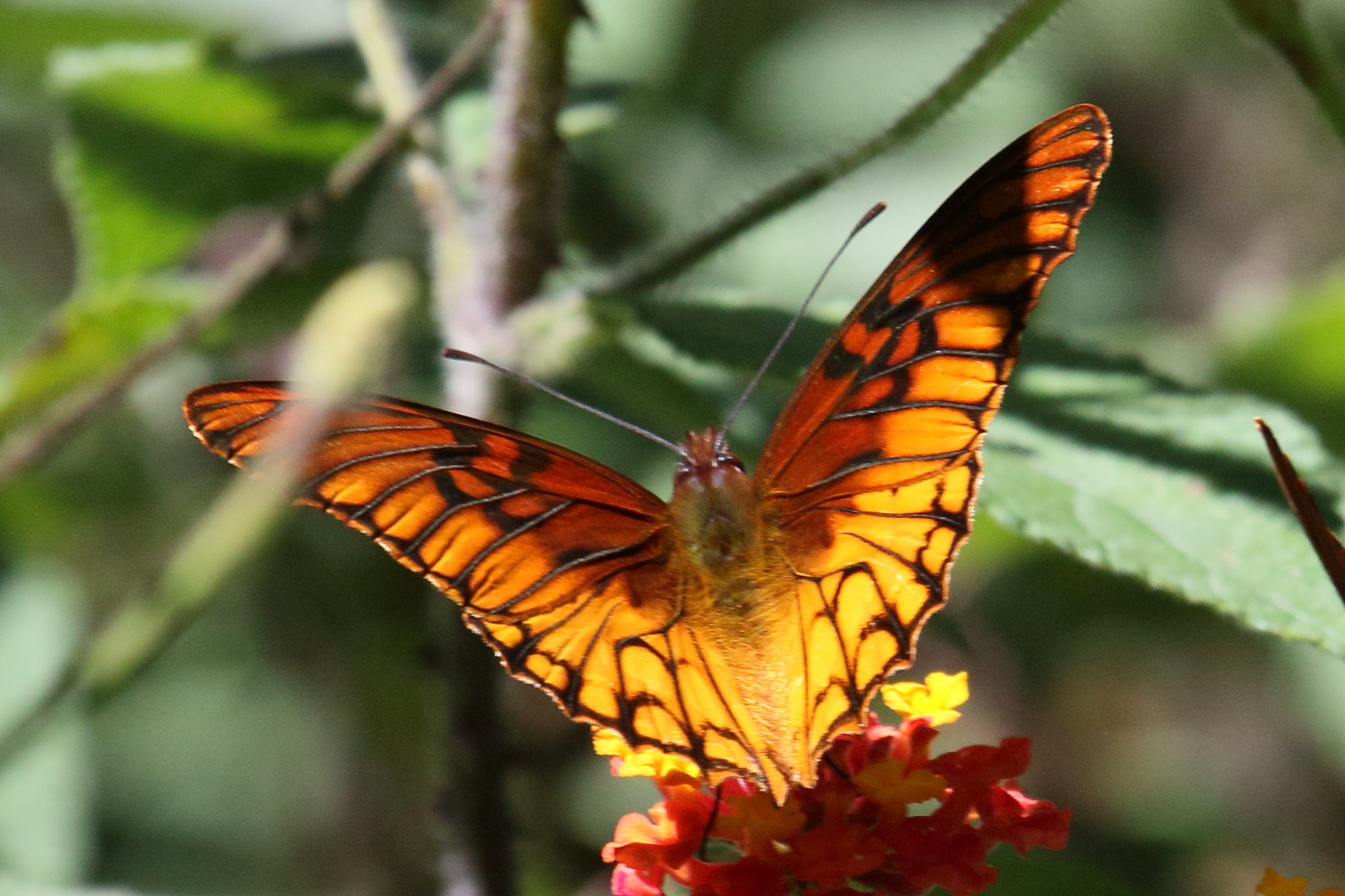 Afficher le média dione_moneta_poeyii4md dione_moneta_poeyii4md