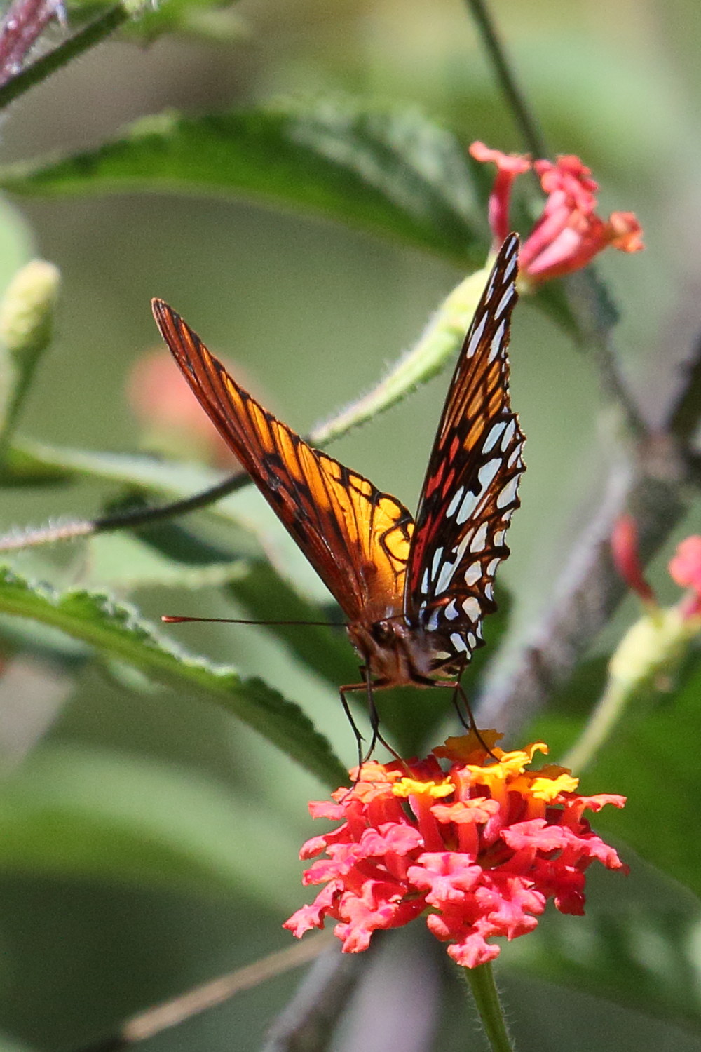 Afficher le média dione_moneta_poeyii5md dione_moneta_poeyii5md