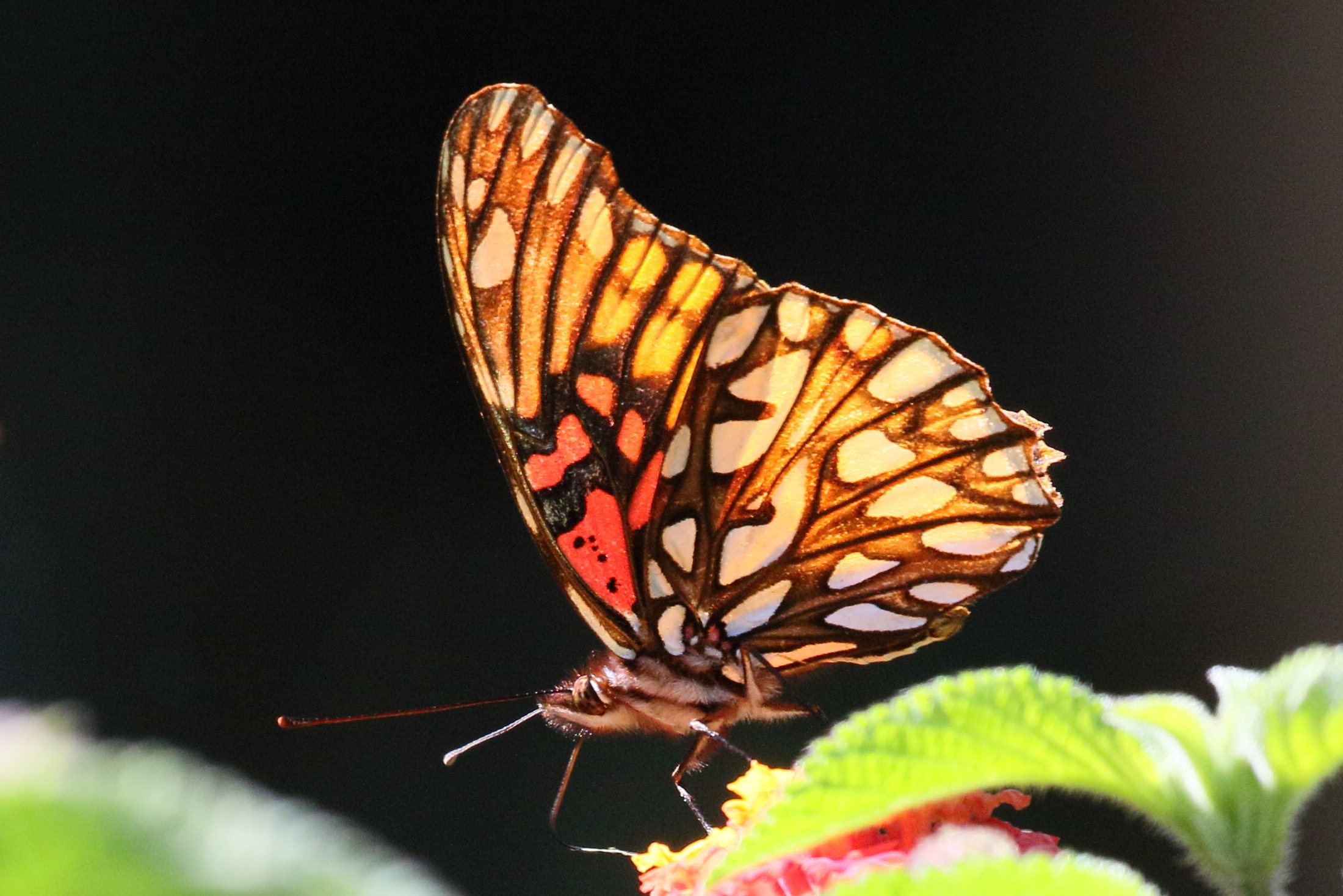 Afficher le média dione_moneta_poeyii6bd dione_moneta_poeyii6bd