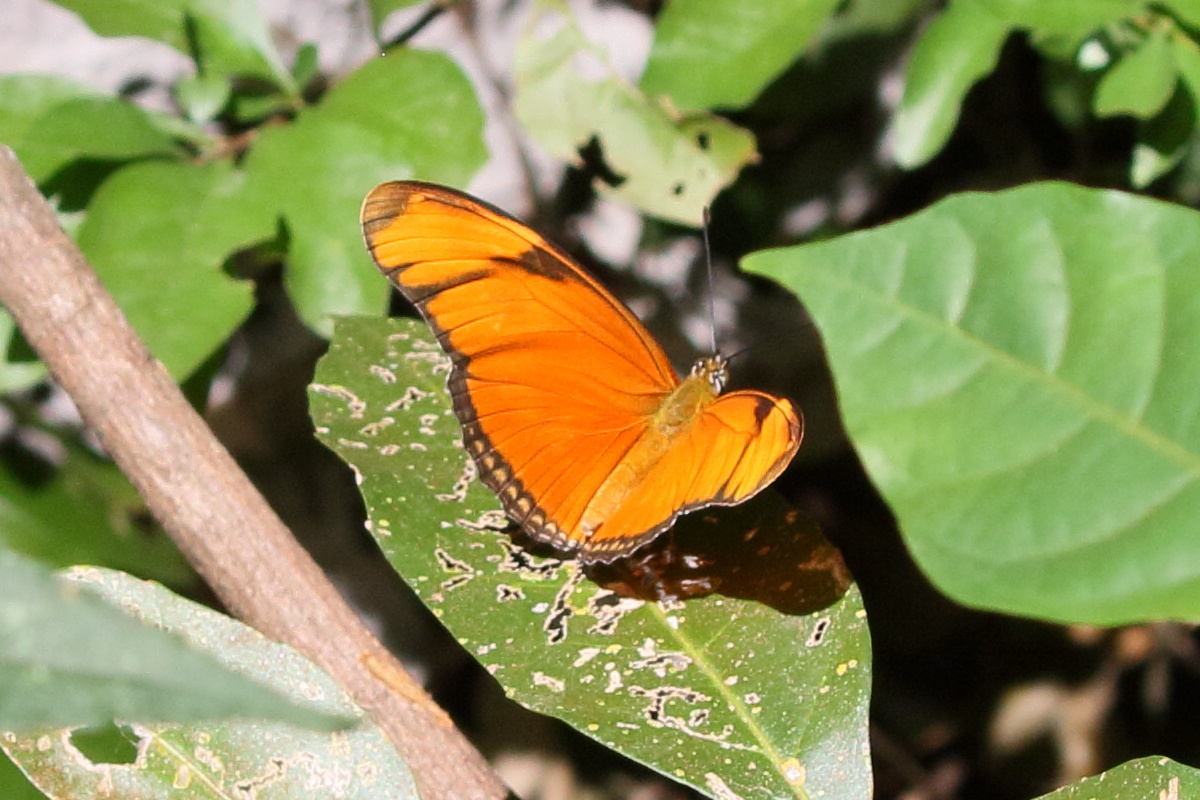 dryas_iulia_moderata2bd