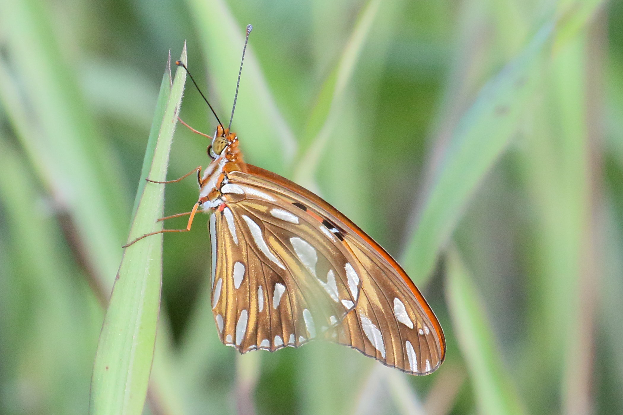 dryas_julia_moderata3md