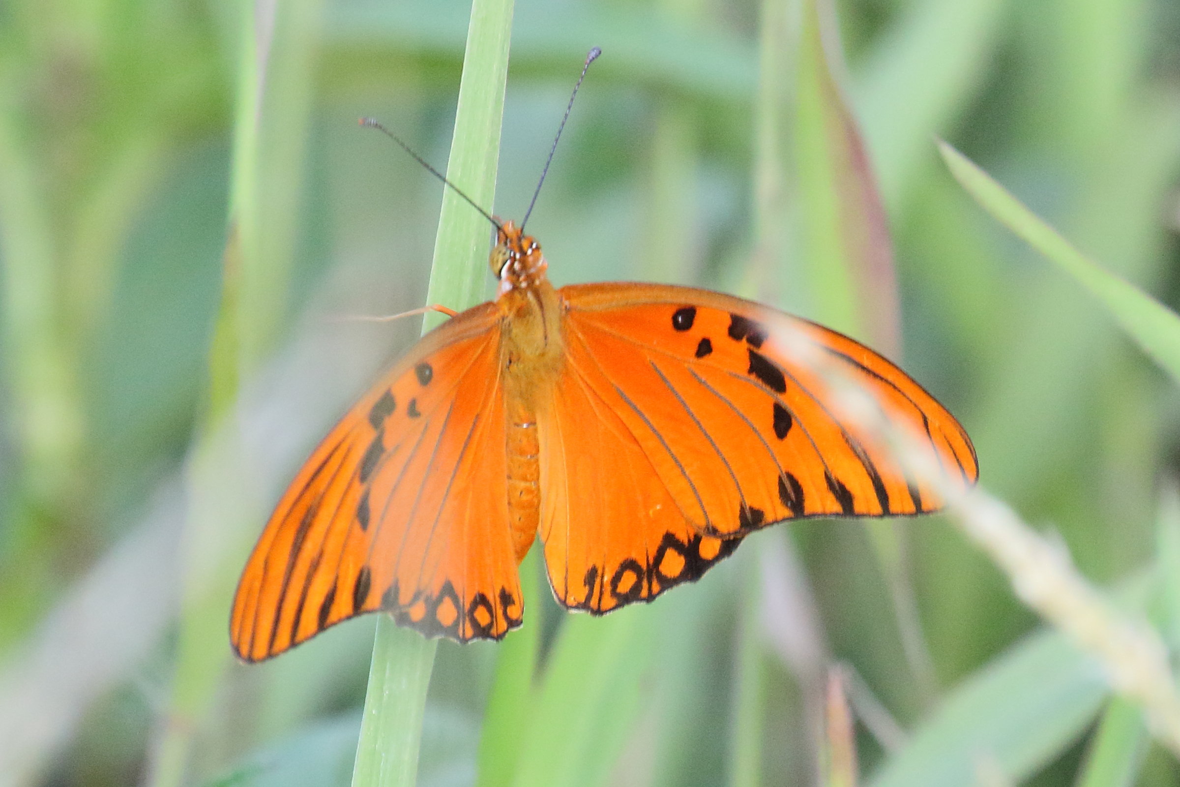 dryas_julia_moderata4md