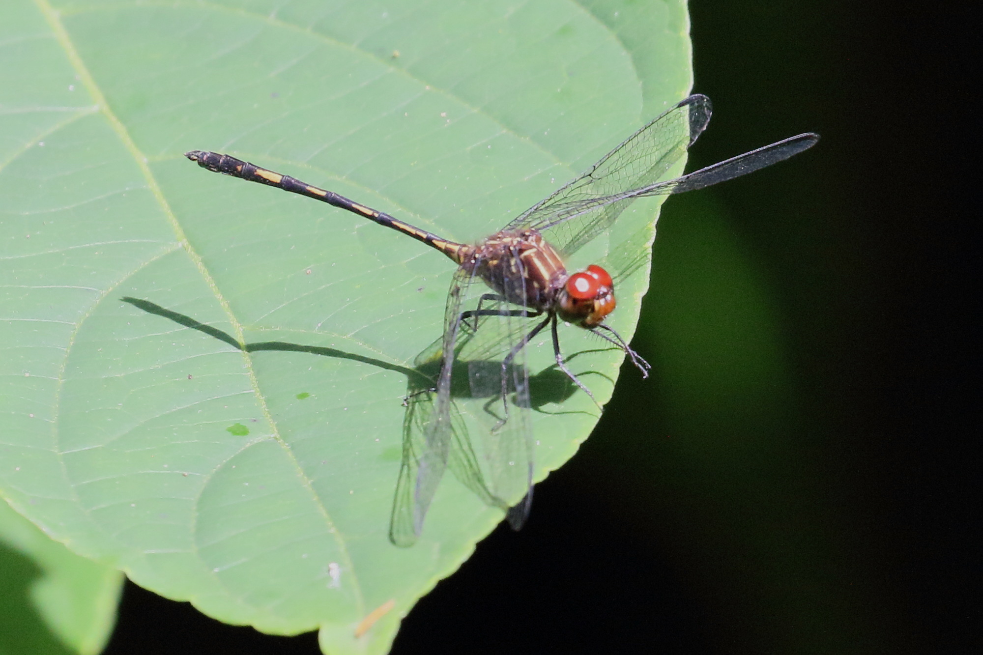 dythemis_sterilis4bd