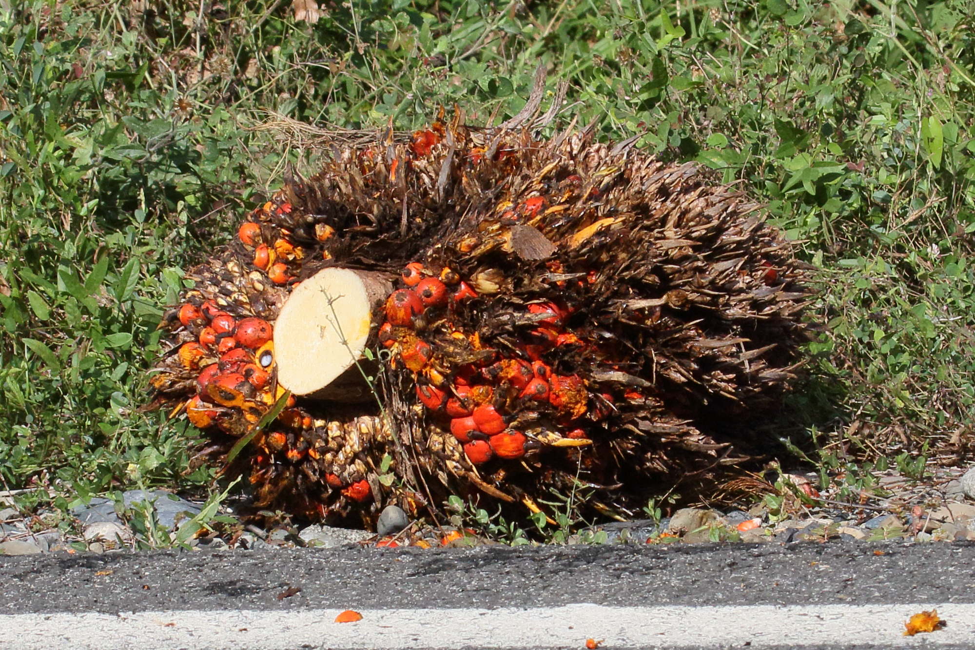 elaeis_guineensis5md