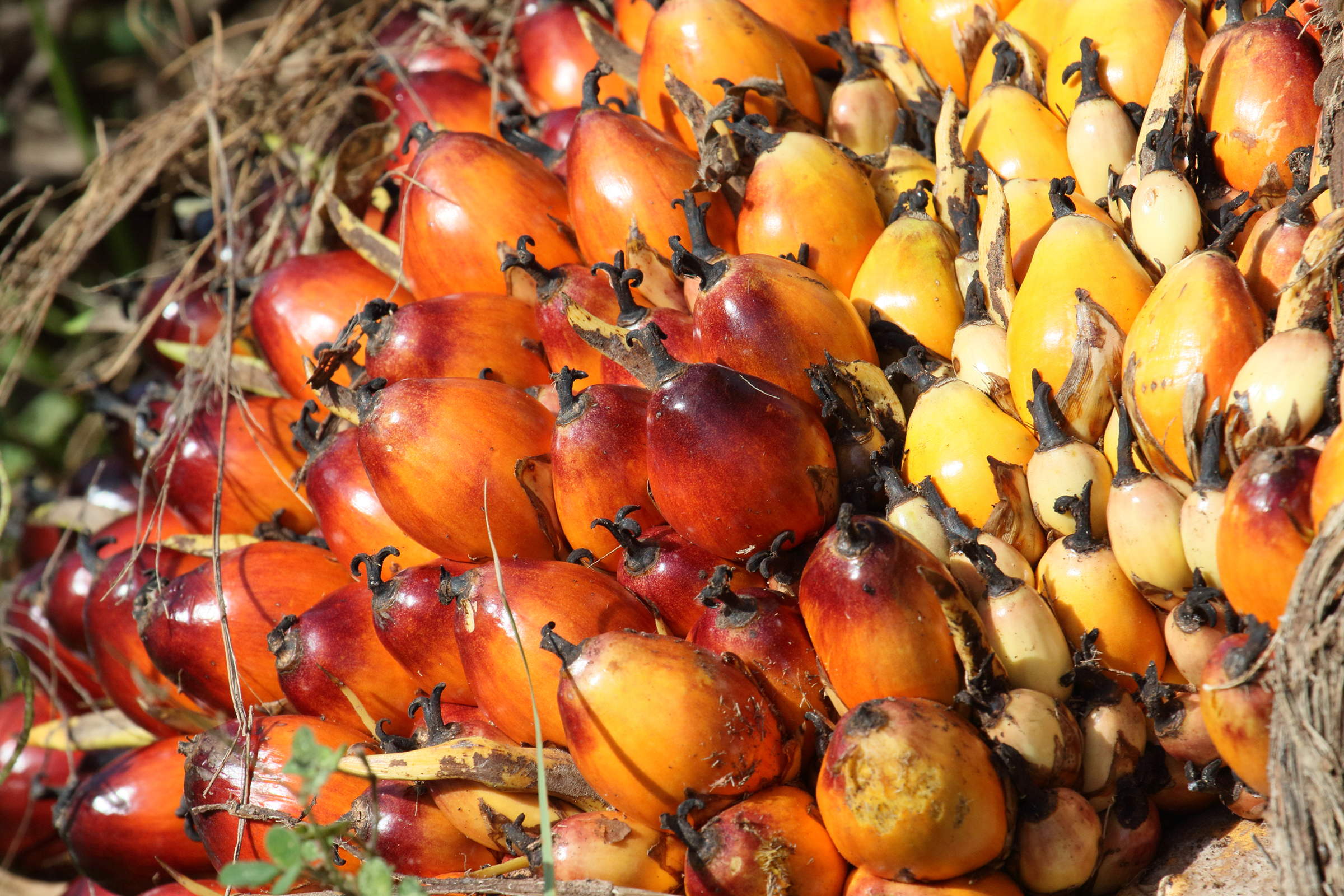 elaeis_guineensis6md