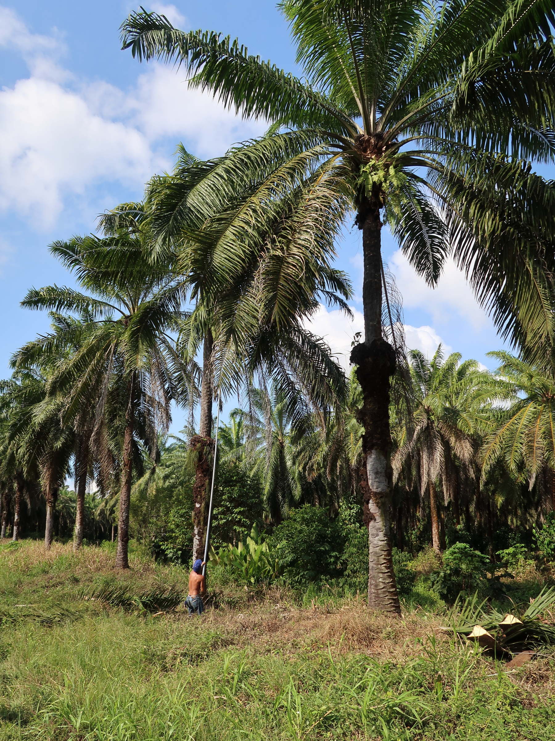 elaeis_guineensis7md