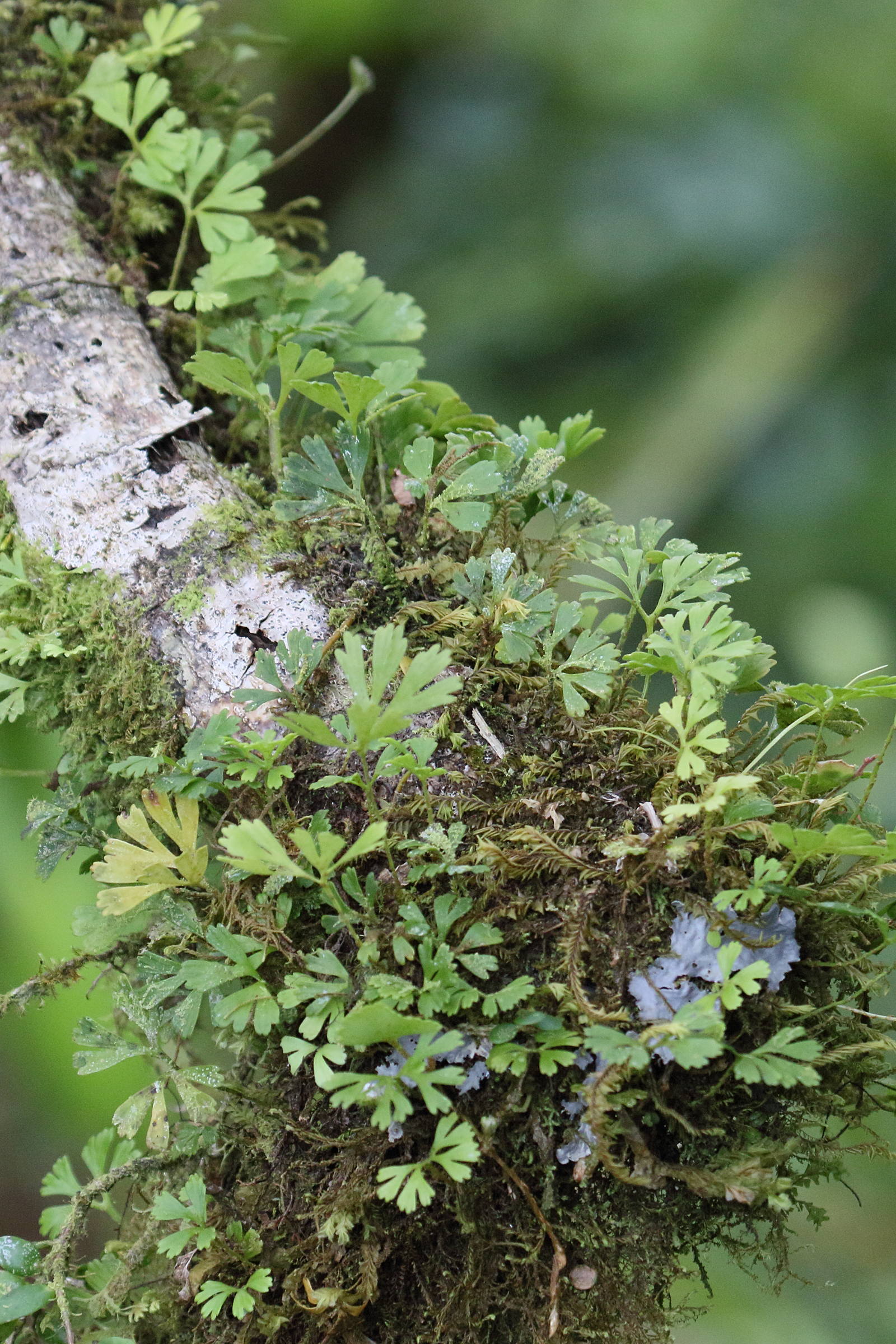 elaphoglossum_peltatum2md