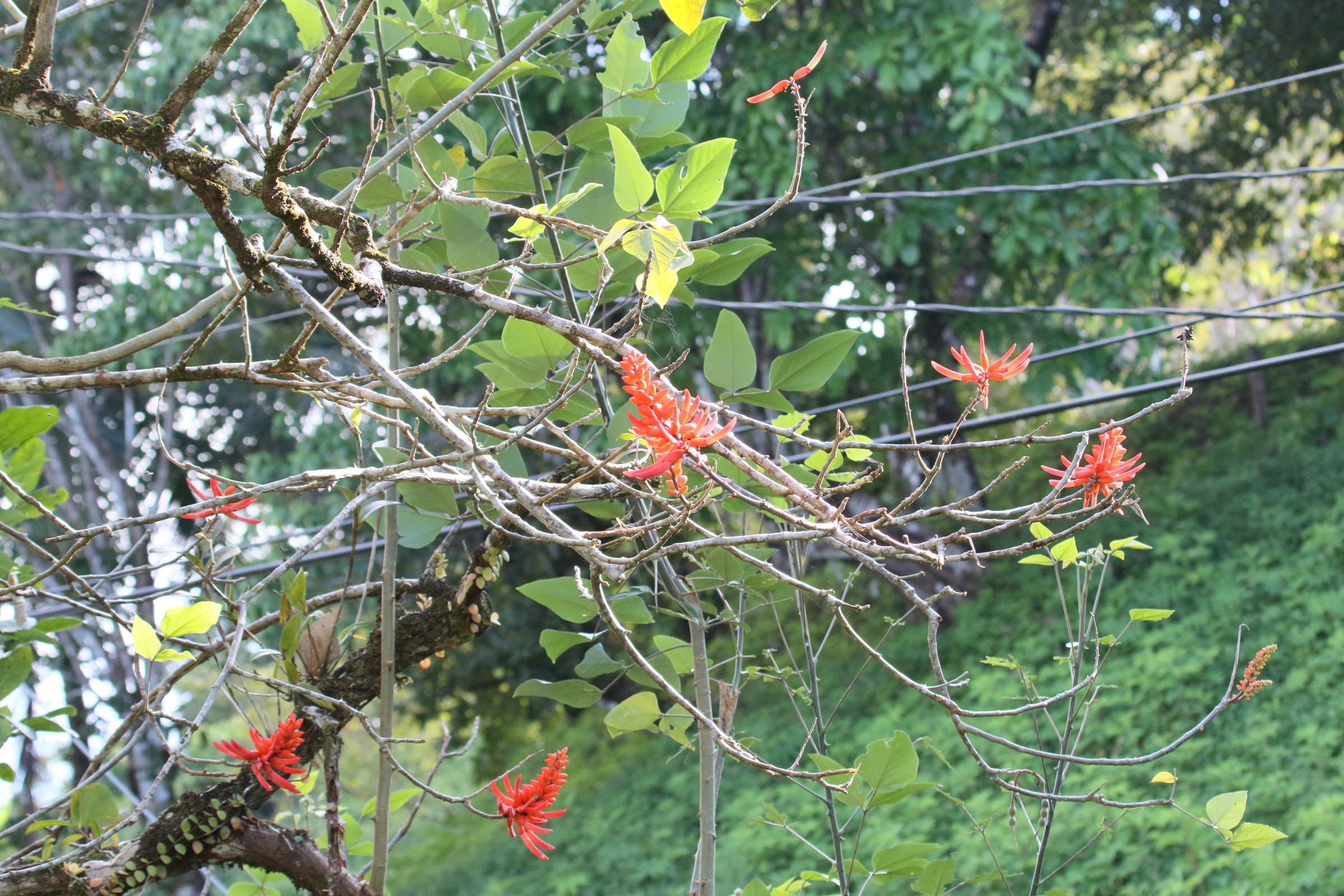 Afficher le média erythrina_costaricensis3md erythrina_costaricensis3md