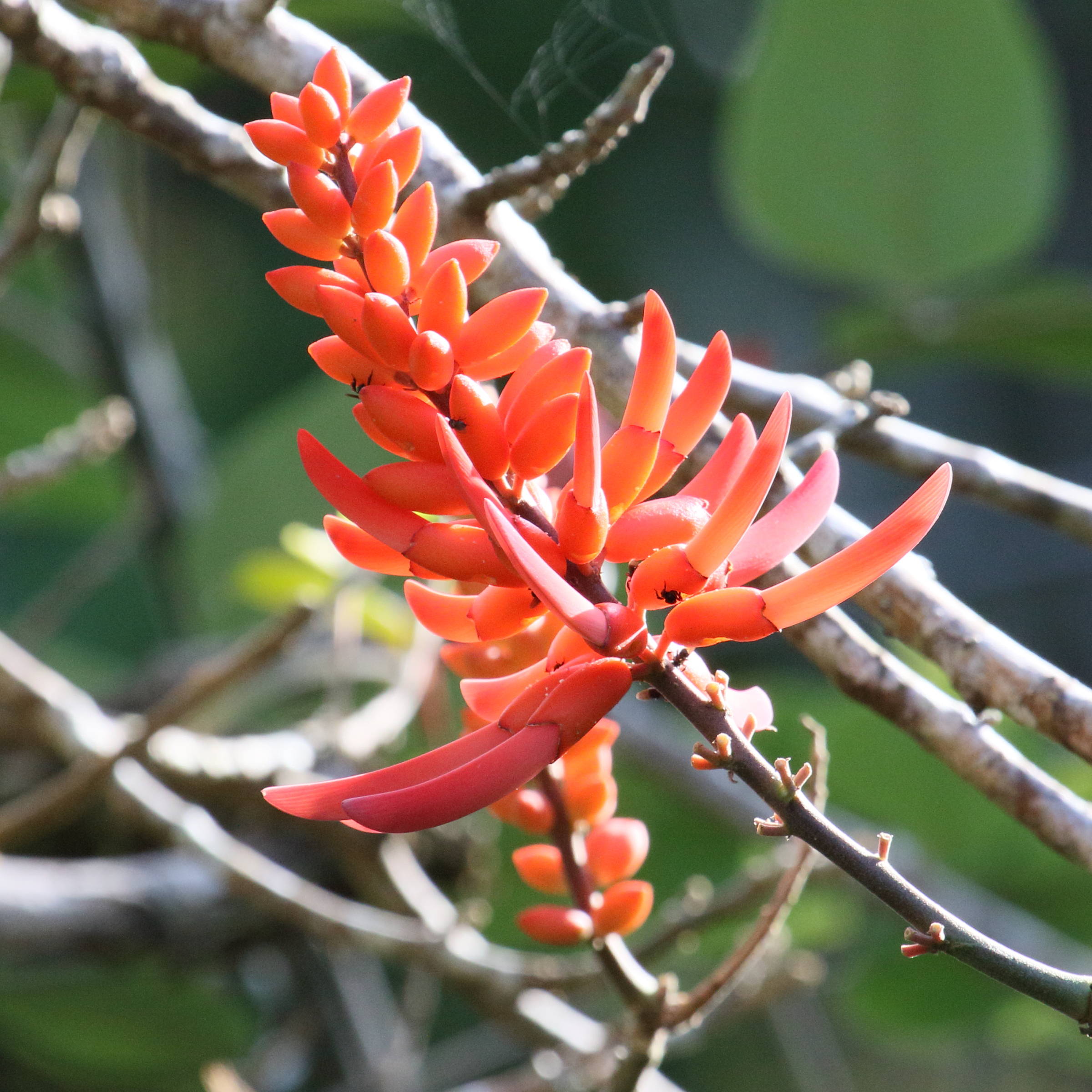 Afficher le média erythrina_costaricensis4md erythrina_costaricensis4md