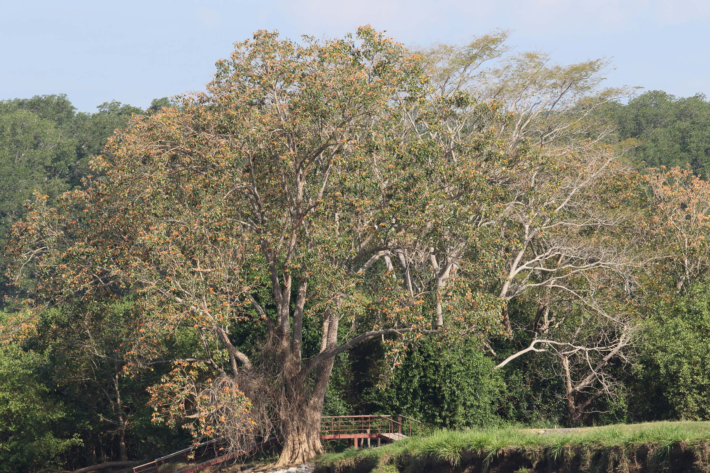 Afficher le média erythrina_fusca7md erythrina_fusca7md