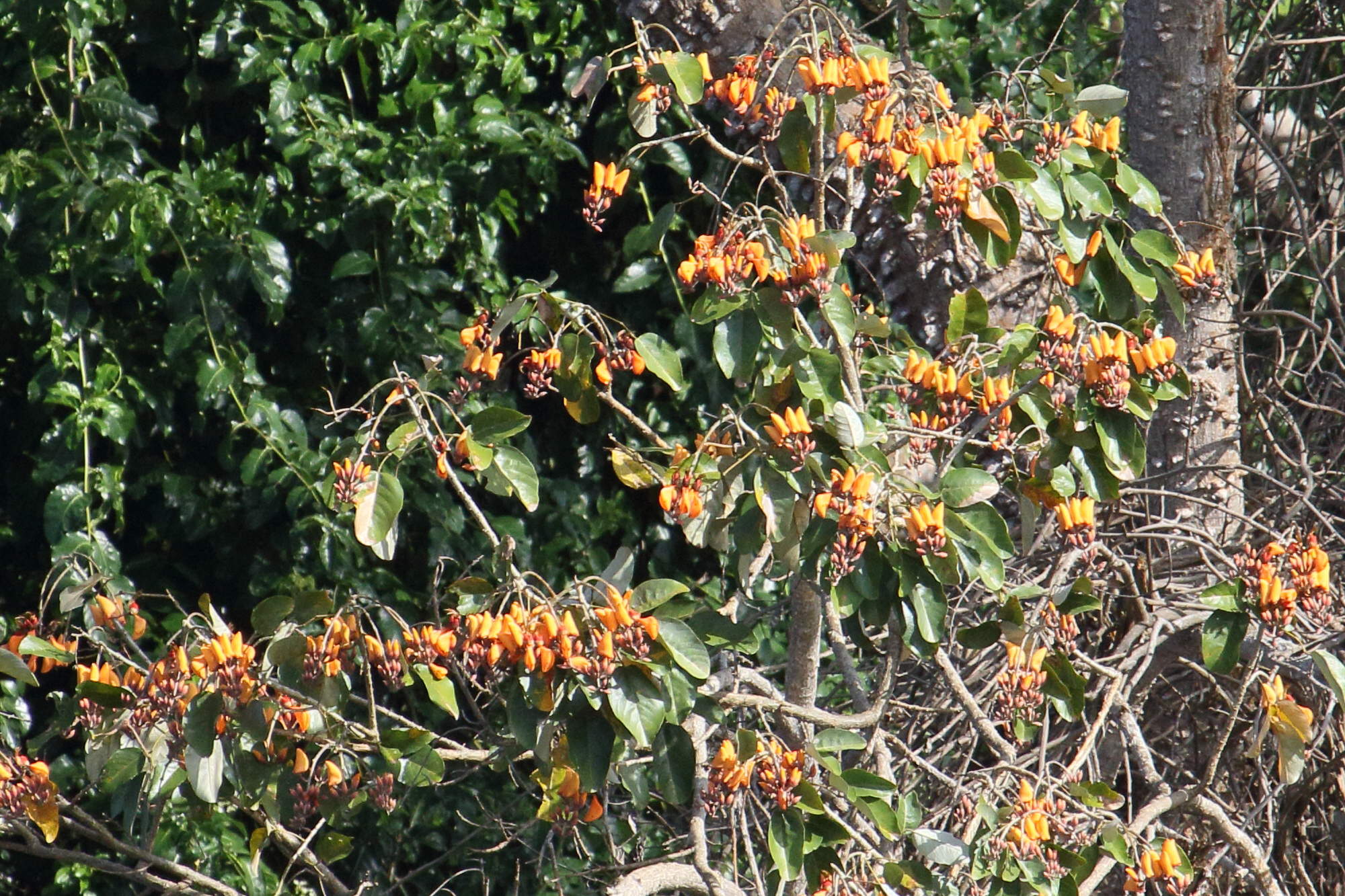 Afficher le média erythrina_fusca8md erythrina_fusca8md