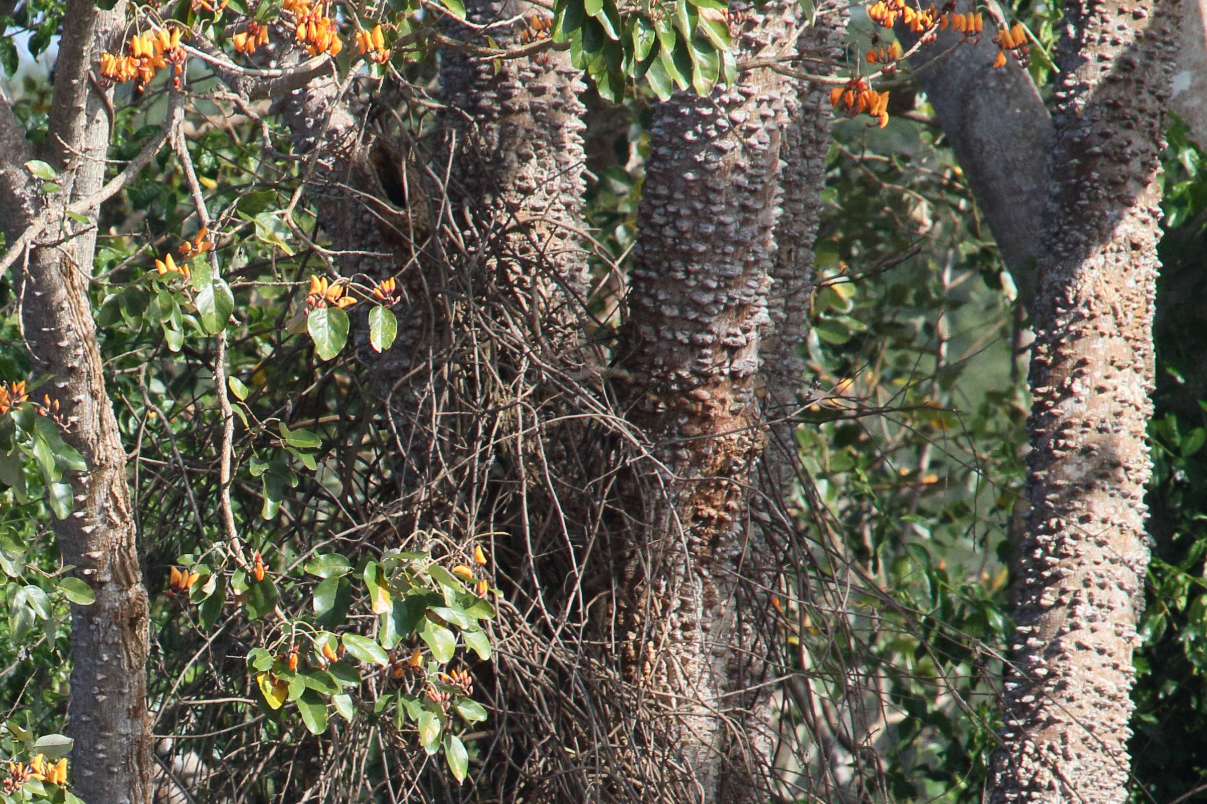 Afficher le média erythrina_fusca9md erythrina_fusca9md