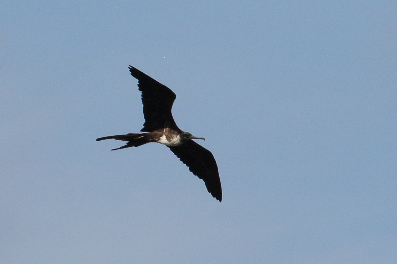 fregate_superbe_-_fregata_magnificens5bd