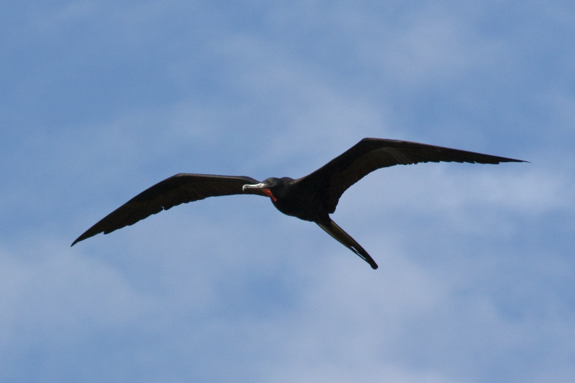 fregate_superbe_-_fregata_magnificens7bd