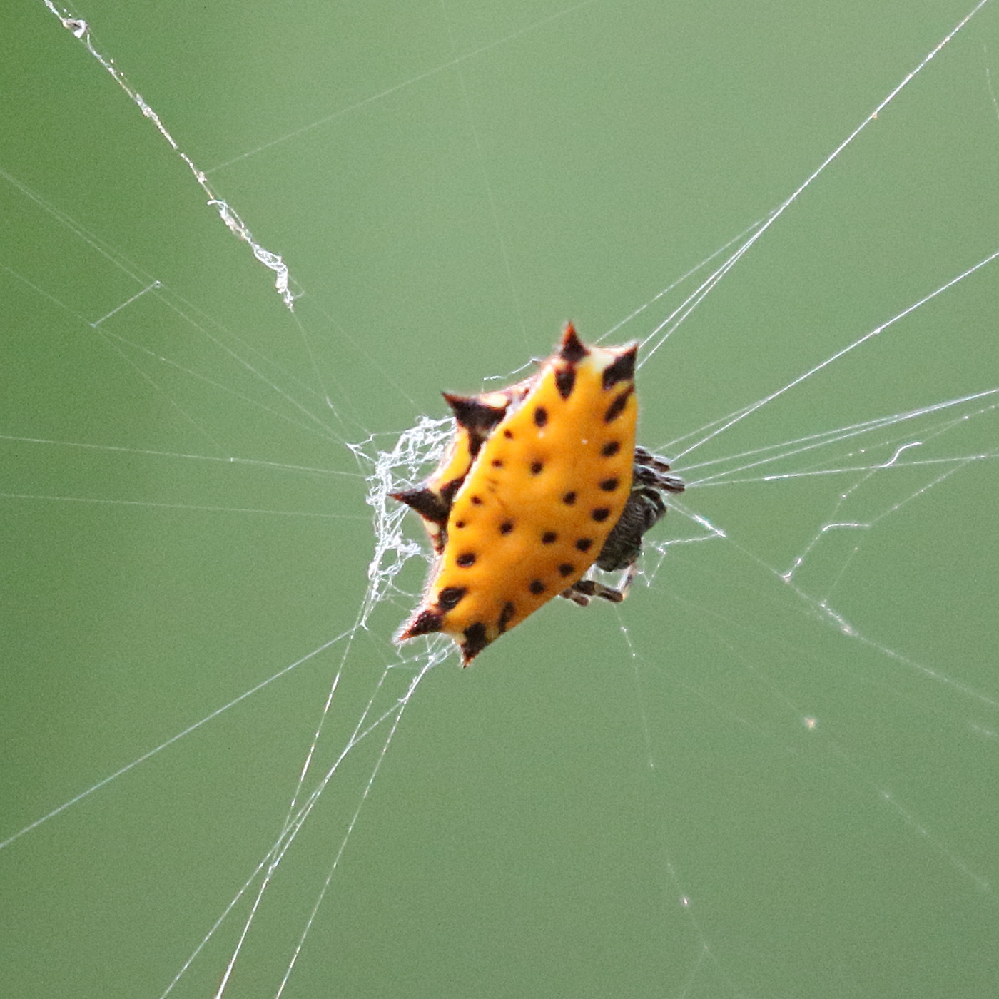 gasteracantha_cancriformis6bd