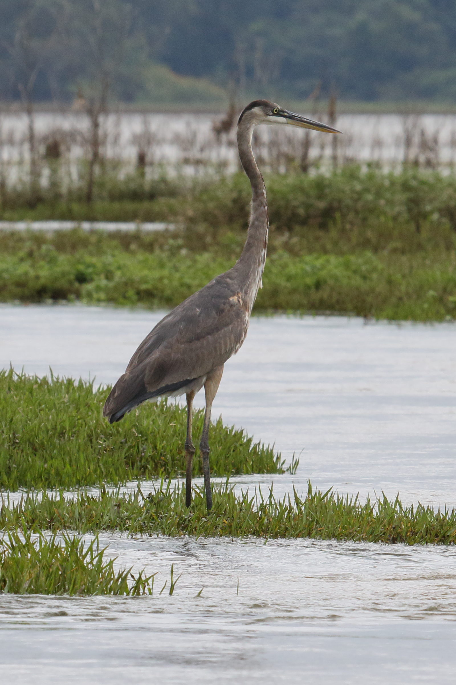 grand_heron_-_ardea_herodias3md