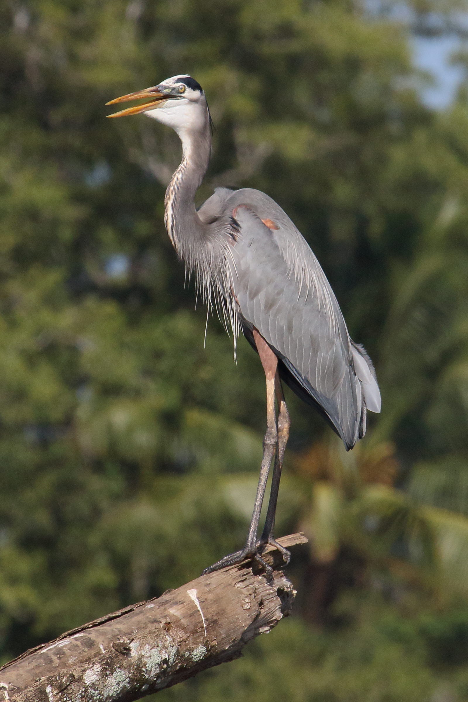 grand_heron_-_ardea_herodias4md