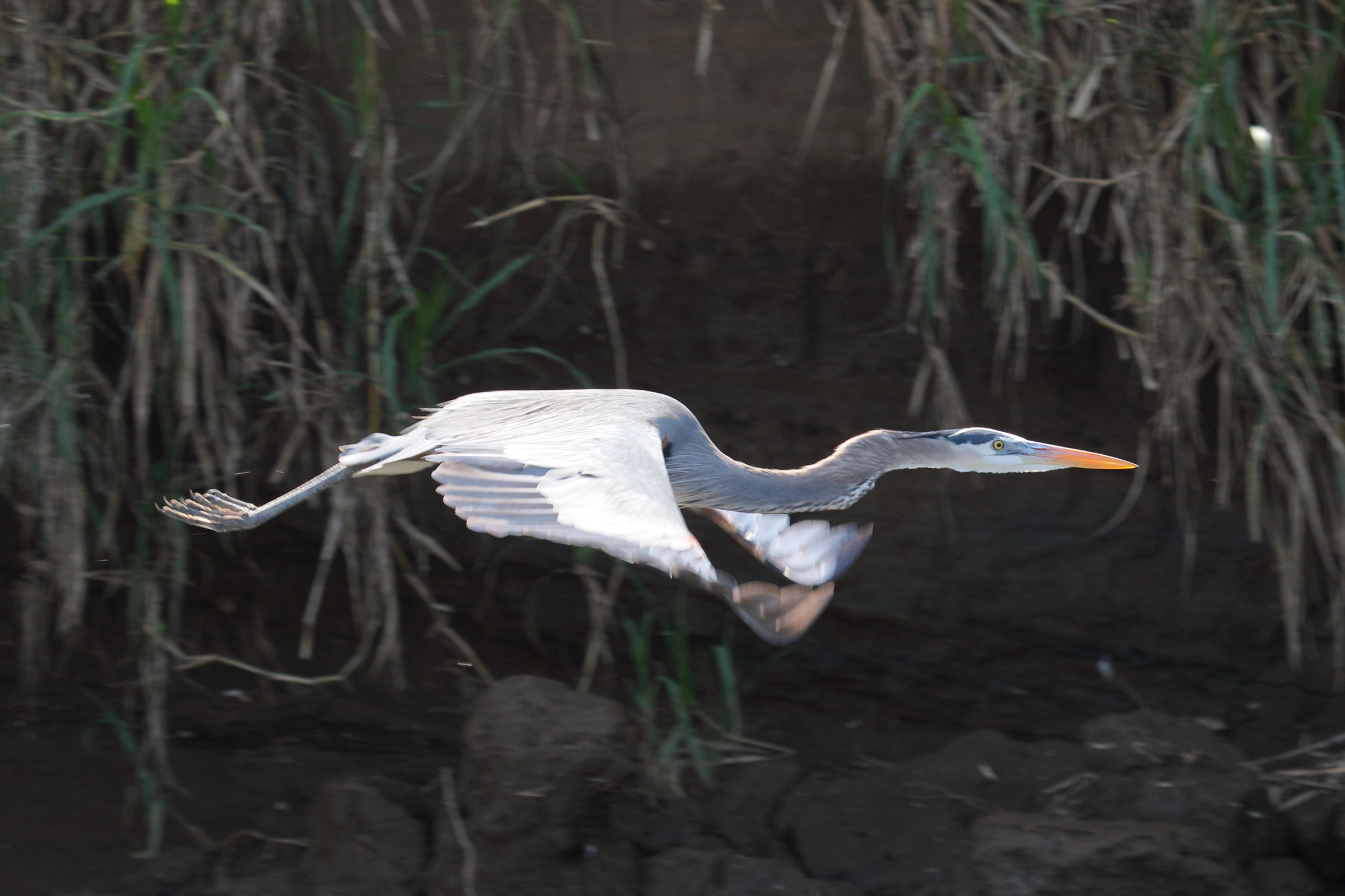 grand_heron_-_ardea_herodias5md