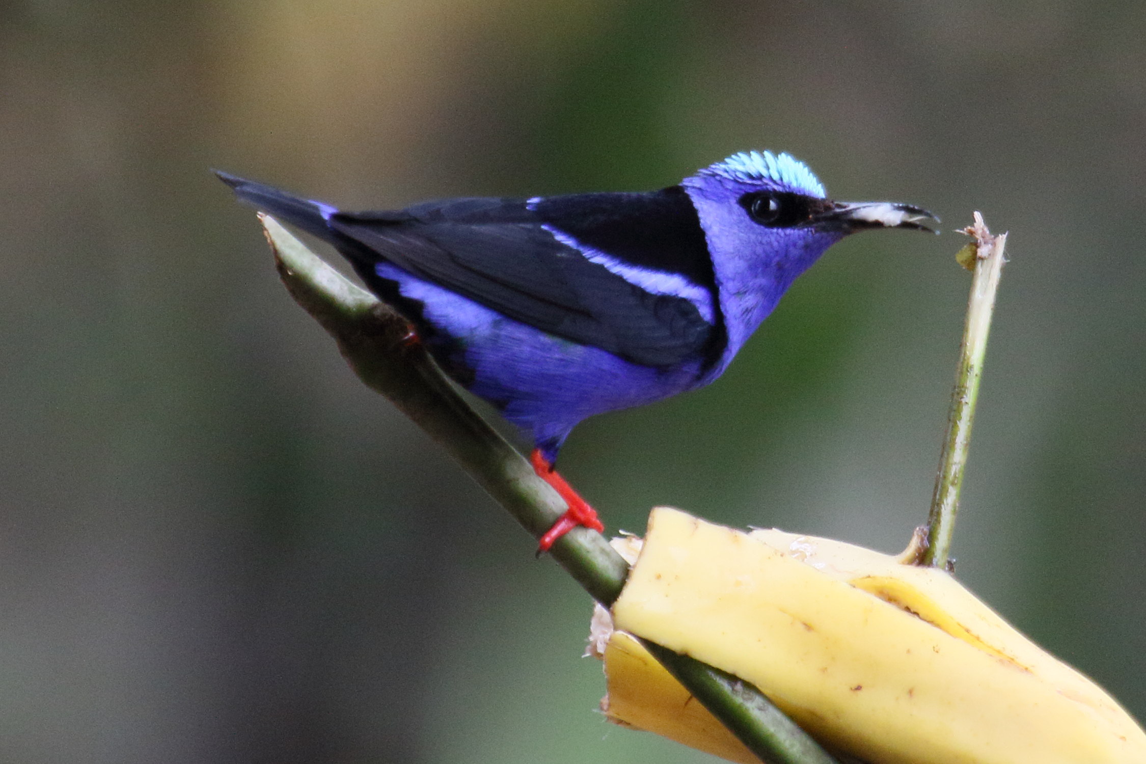 guit-guit_sai_-_cyanerpes_cyaneus10md