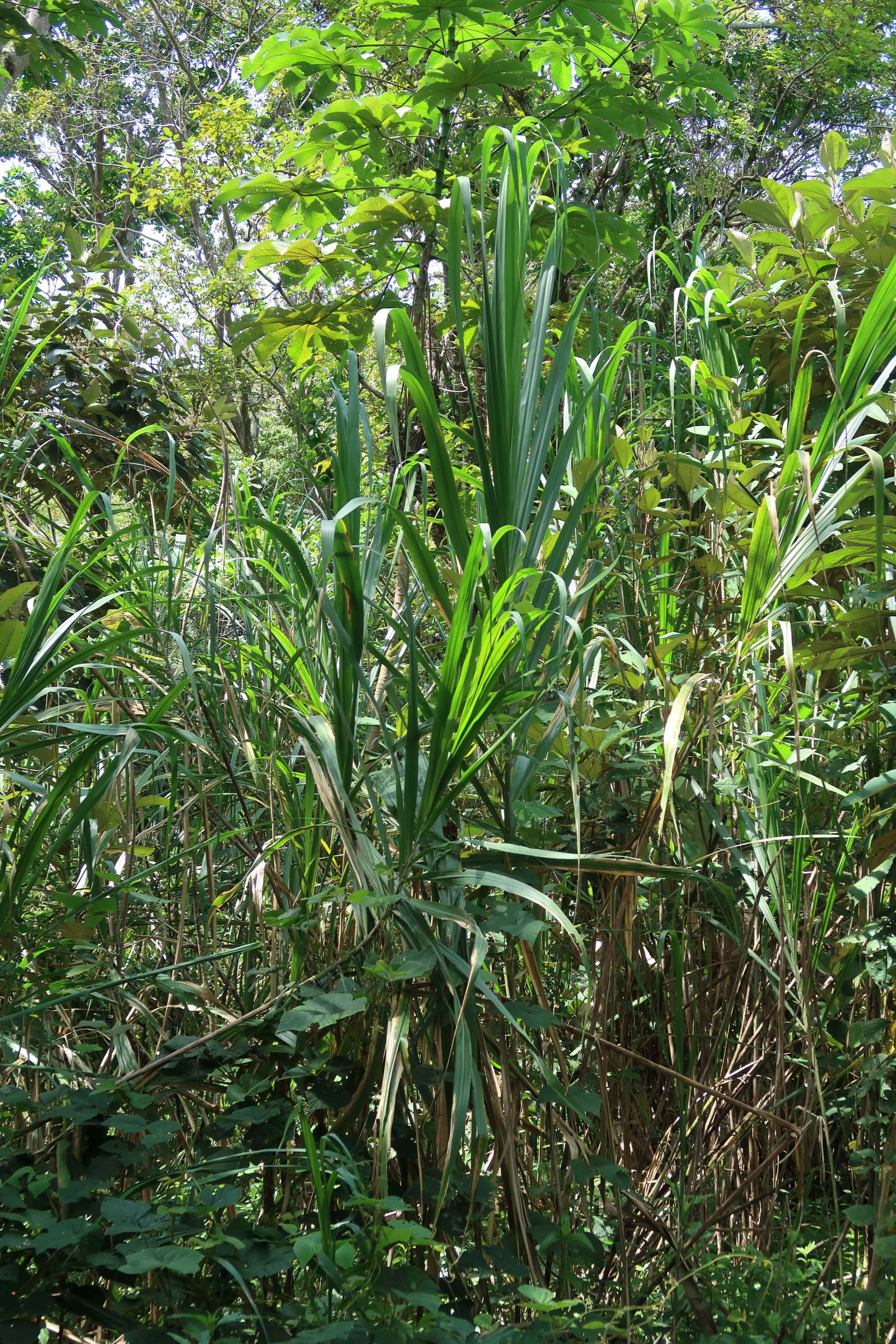 gynerium_sagittatum5md