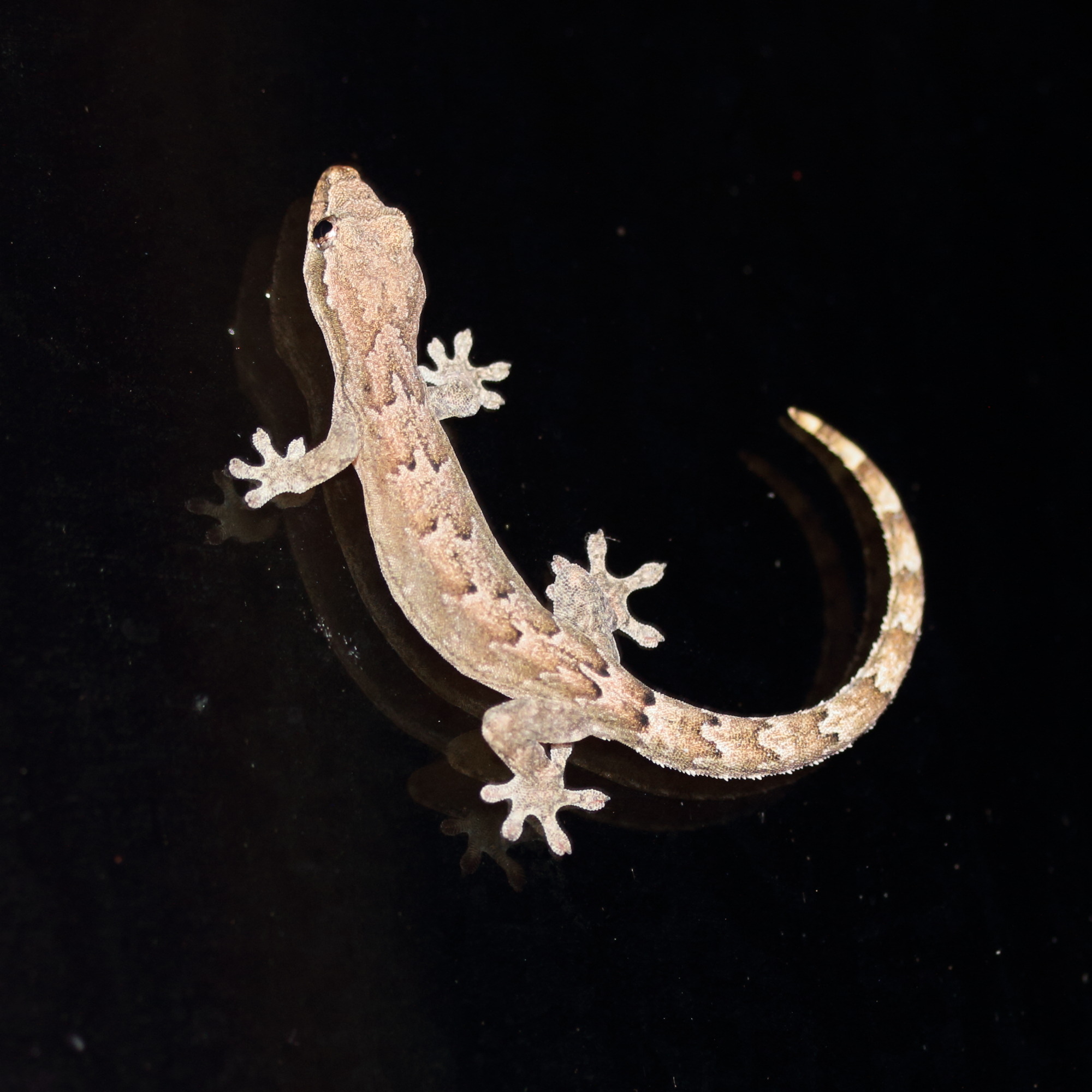 Afficher le média hemidactylus_frenatus6md hemidactylus_frenatus6md