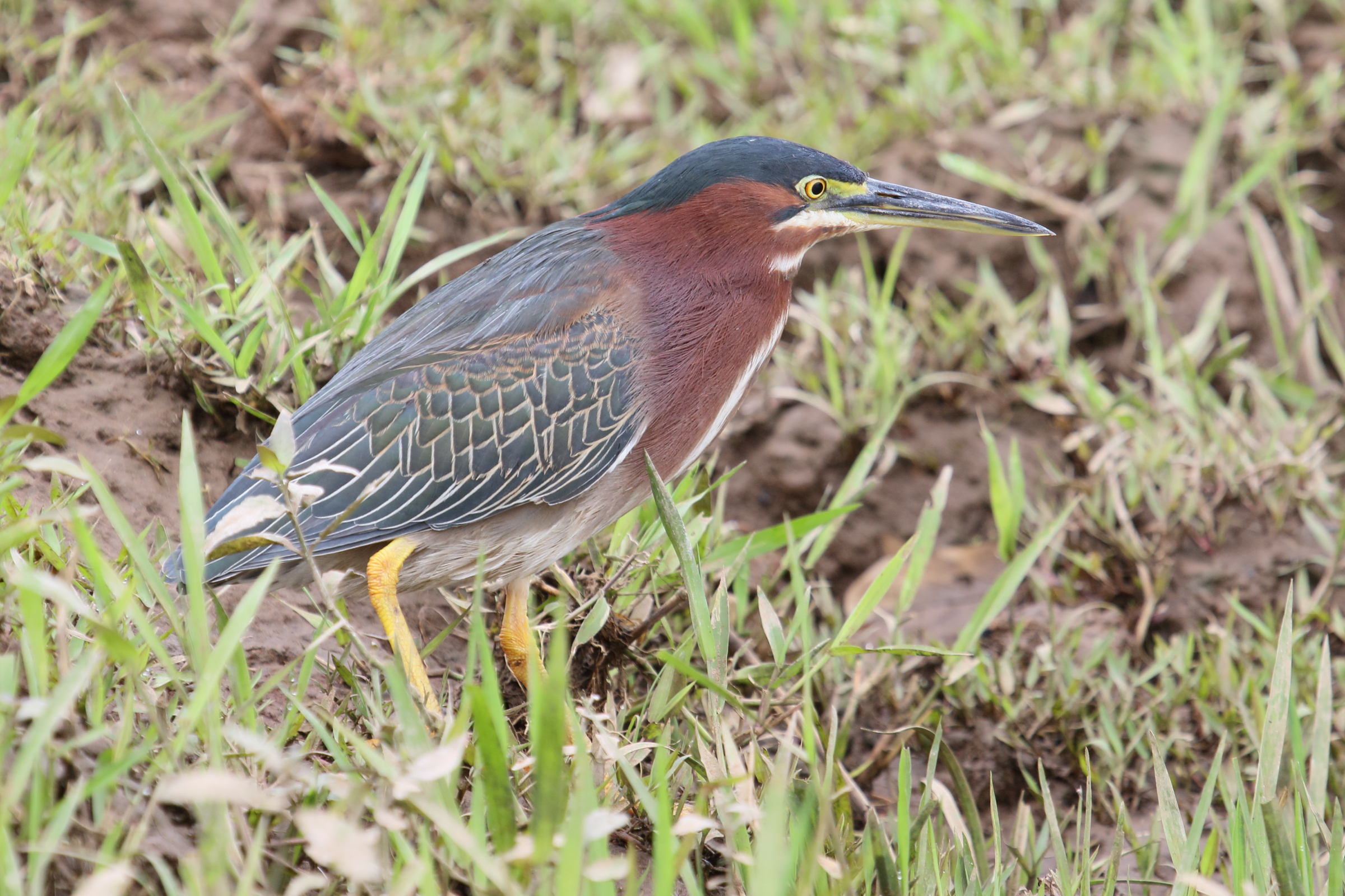 heron_vert_-_butorides_virescens8md