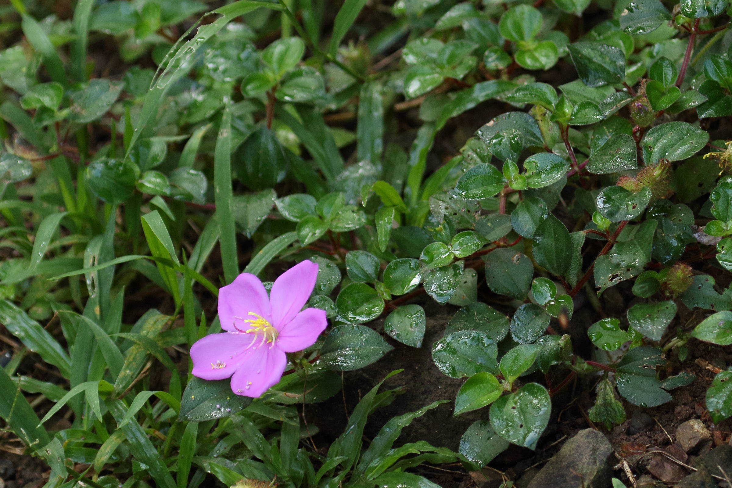 Afficher le média heterotis_rotundifolia5md heterotis_rotundifolia5md
