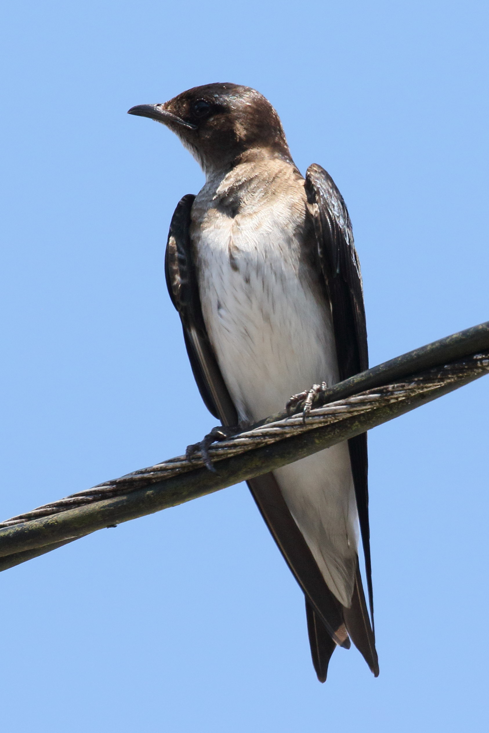 hirondelle_chalybee_-_progne_chalybea1bd